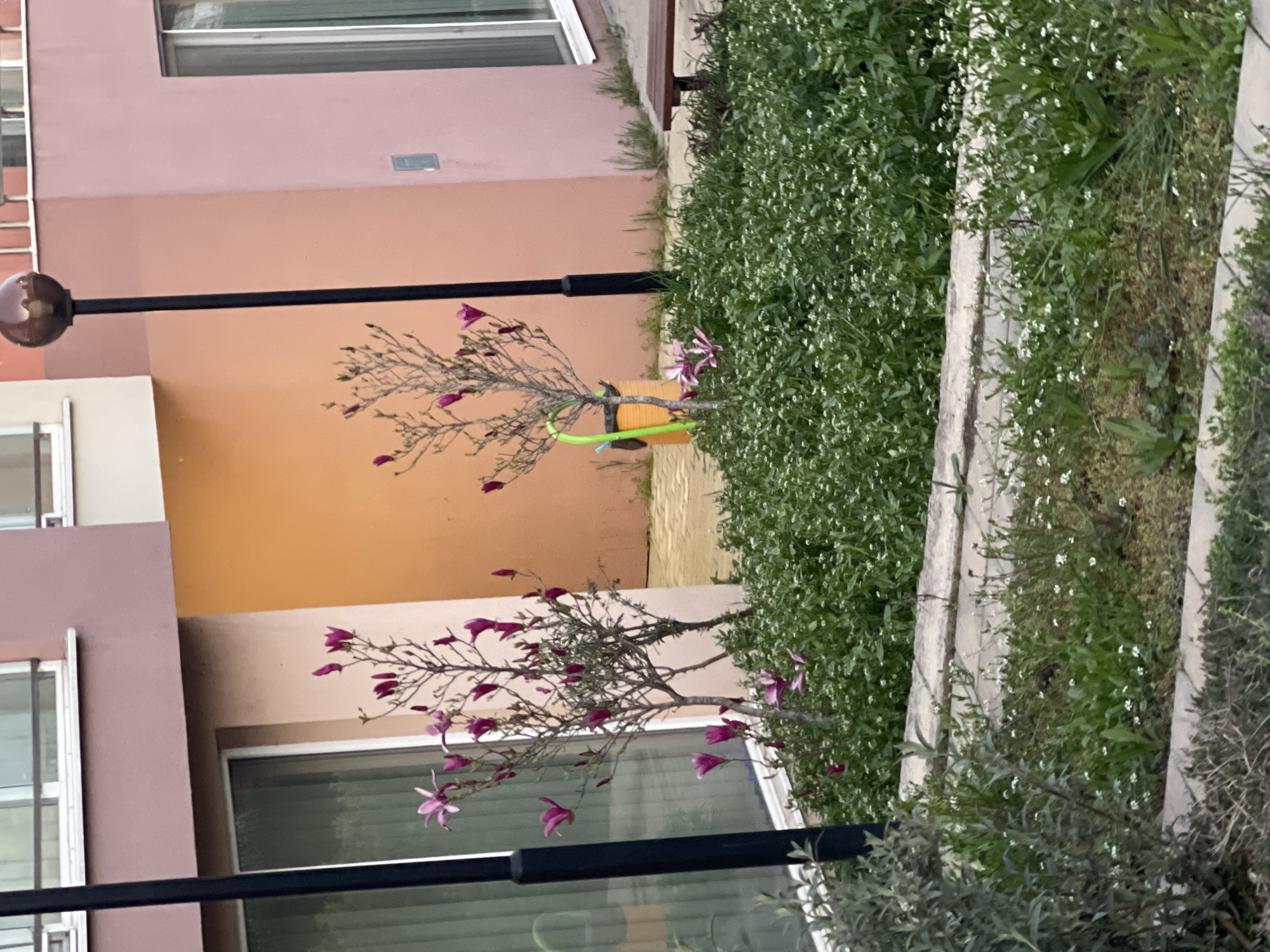 The image depicts an outdoor scene in Burgas, Bulgaria, featuring a building facade with pink and orange painted sections, windows, a black lamp post, and a planting bed. The planting bed is filled with dense green ground cover and interspersed with small white flowers. A small tree with bare branches and pink flowers is planted in a yellow pot with green support hoops. The scene appears to be a residential or urban green space.