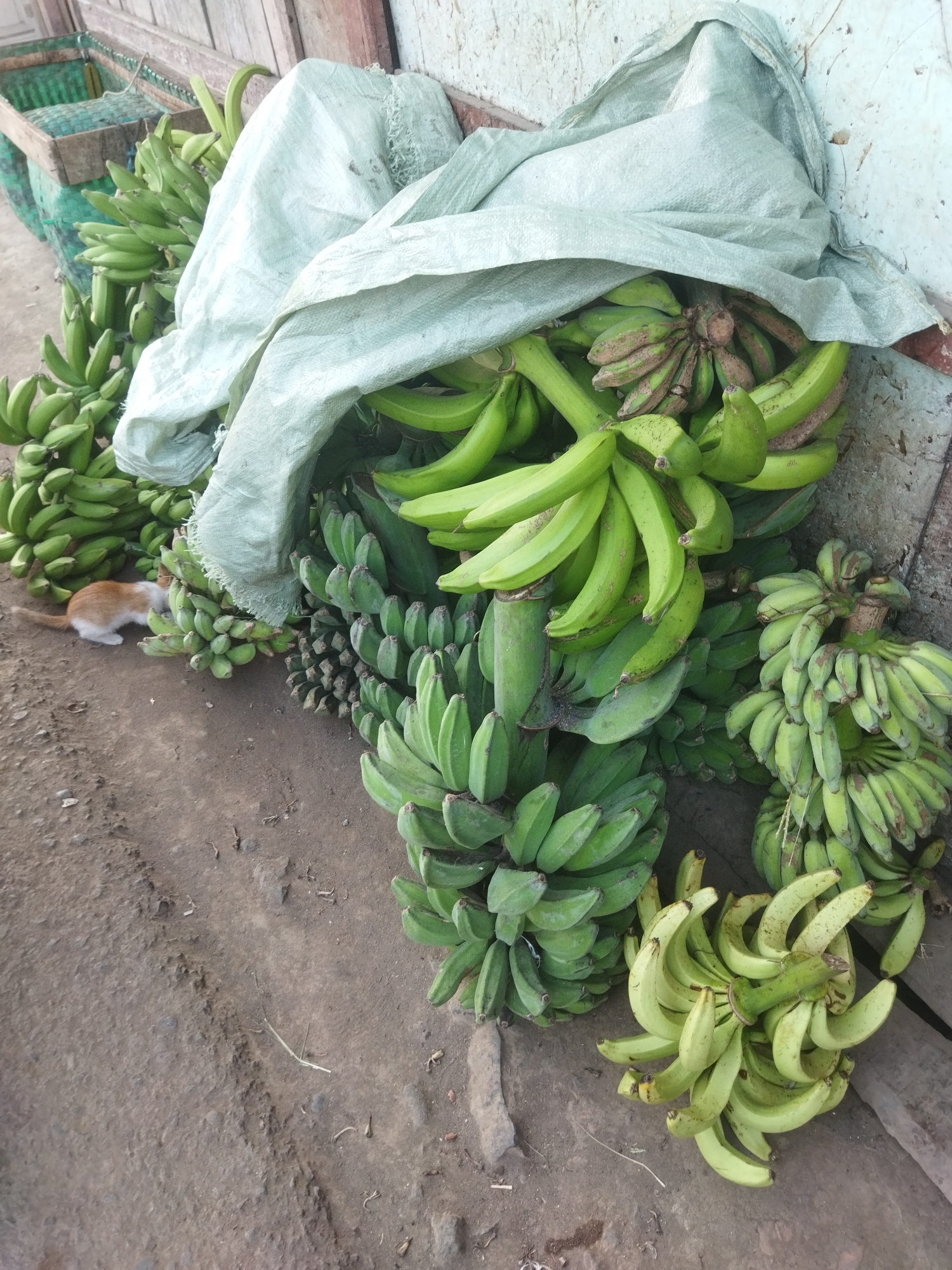 The image shows a collection of green bananas, some of which are contained within a large, light green sack. The bananas are piled on a dirt or gravel surface, with a wooden structure visible in the background. A small, ginger and white kitten is present, sniffing at a bunch of bananas on the left side of the image. The scene appears to be an outdoor market or storage area.