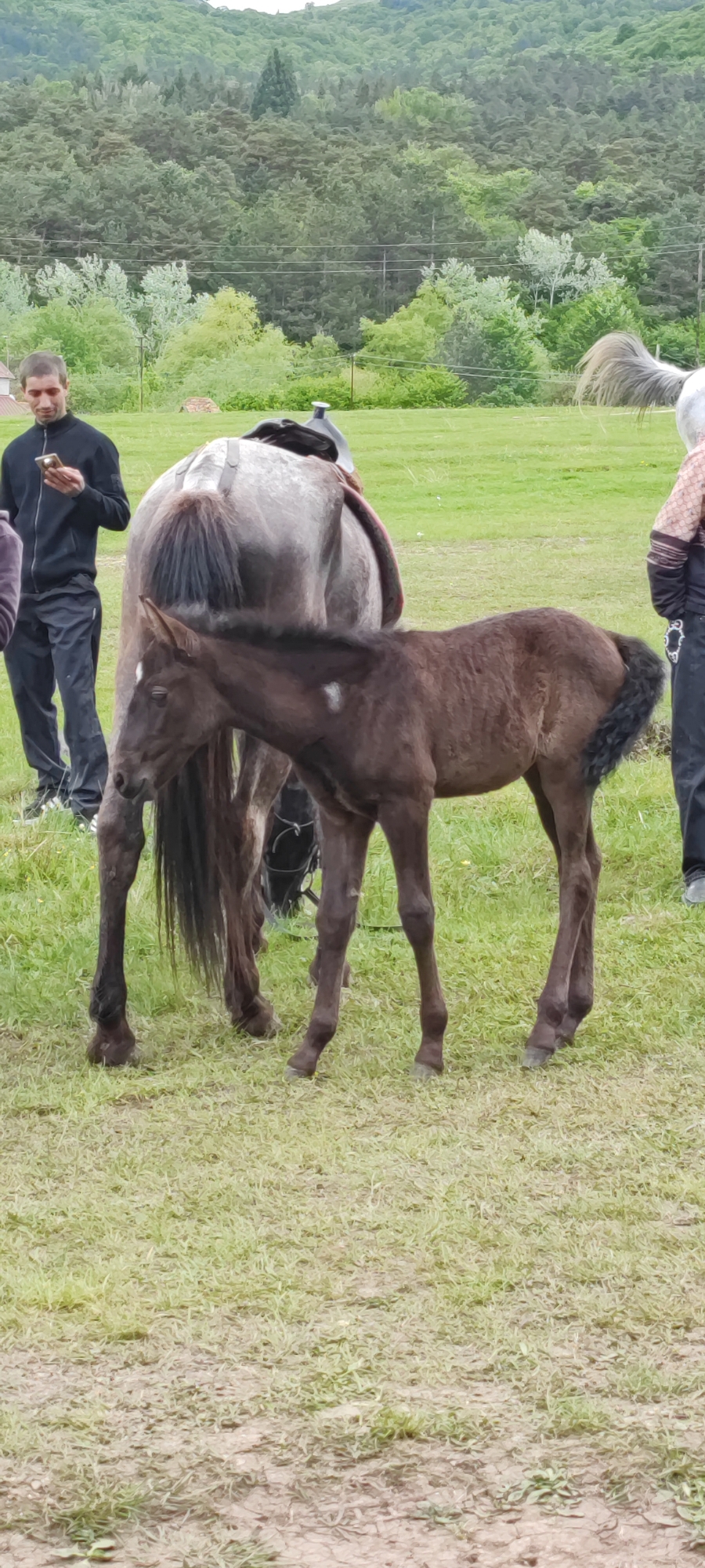 In Gyulagarak, Armenia, a brown foal stands prominently in the foreground of a grassy field, near a saddled, light-colored mare. A man, dressed in a black tracksuit, is standing to the left and looking at his cell phone. Another individual, dressed in patterned clothing, is partially visible to the right. A dense forest backdrop completes the scene.