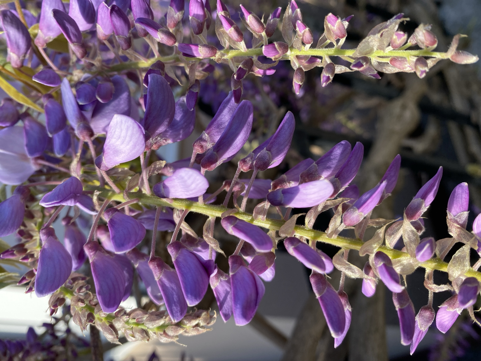 Close-up of wisteria flowers in various stages of bloom, ranging from closed buds to open petals, displaying shades of purple. The flowers are attached to green stems. The background is blurred, with indistinct forms that suggest an outdoor environment. The location, Budva, Montenegro, is not identifiable from the visual information provided.