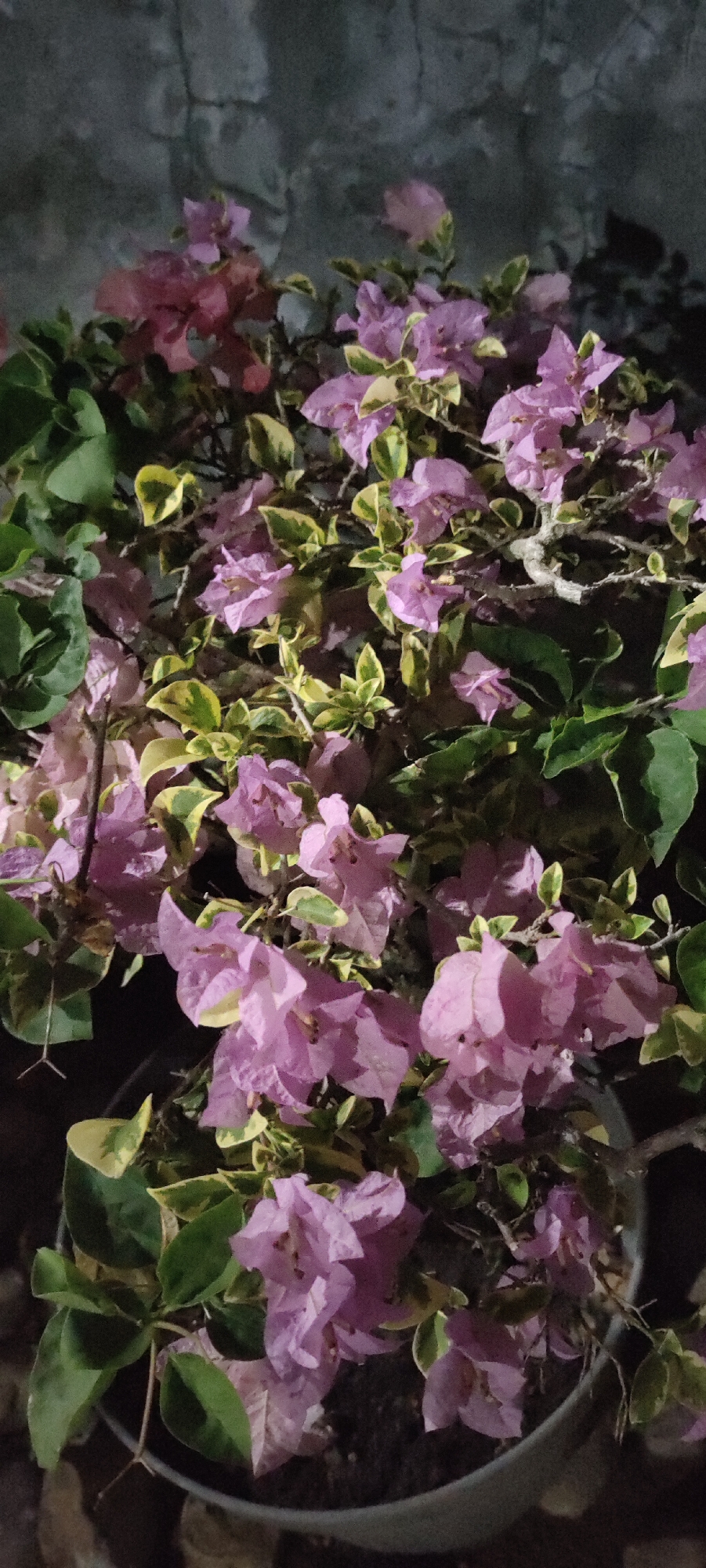 A bougainvillea plant with pink and purplish bracts and green and yellow variegated leaves is shown in a close-up shot. The background is dark, suggesting a nighttime setting. The plant is likely in a pot, and the overall lighting is dim, perhaps artificial. The location is possibly Lhokseumawe, Indonesia.