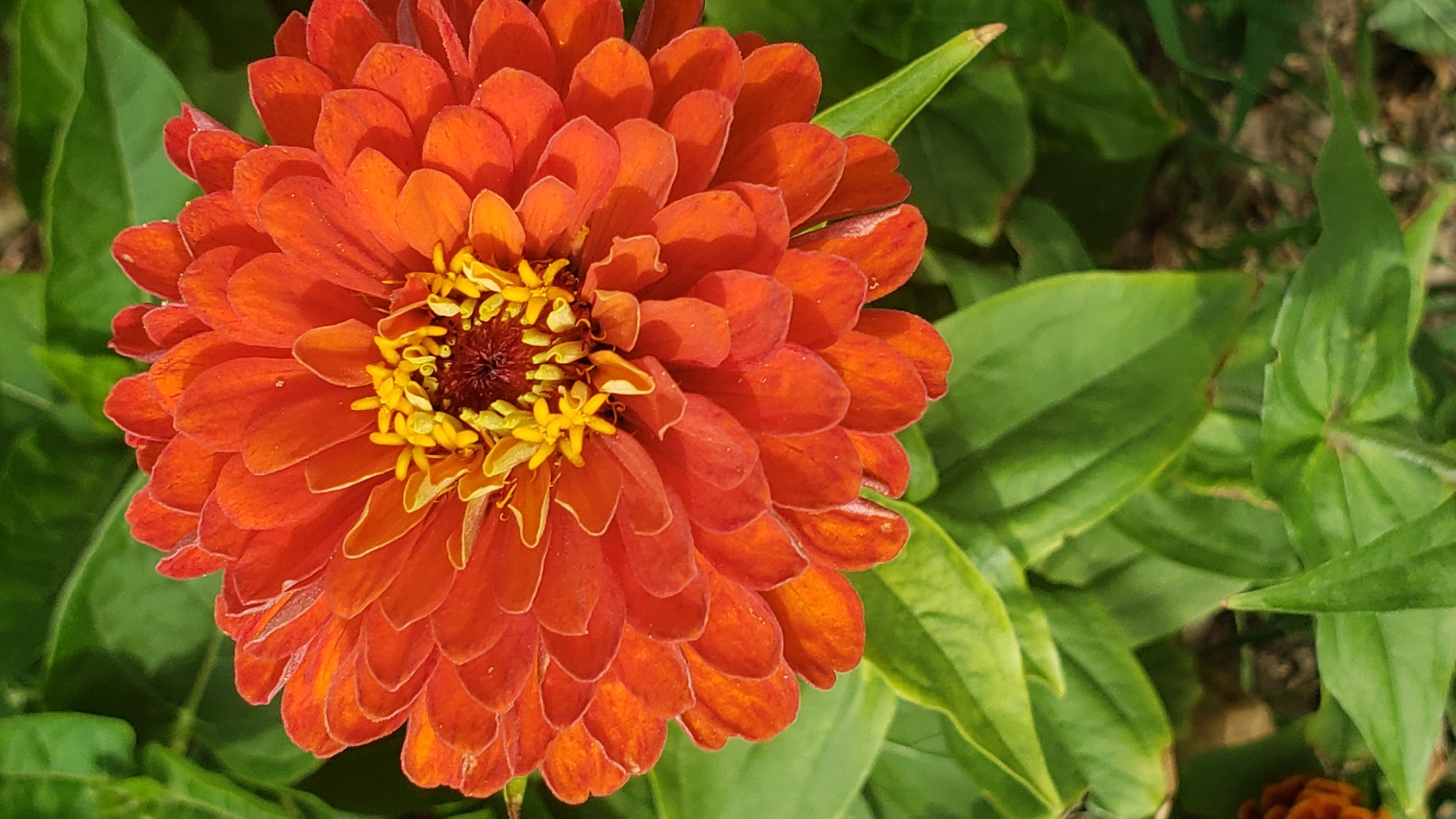 The image is a close-up, top-down view of a vibrant orange zinnia flower in full bloom, set against a backdrop of lush green foliage. The flower's petals are tightly packed and layered, creating a radial symmetry with a dark reddish-brown center surrounded by bright yellow stamens. Small droplets of water are visible on the petals, suggesting recent watering or dew. The surrounding leaves are broad and ovate, with visible veins and a slightly textured surface. The lighting suggests it is daytime, with sunlight highlighting the flower's textures and colors. The image does not contain any identifiable landmarks or clues to pinpoint its specific location within the city of Prešov, Slovakia.