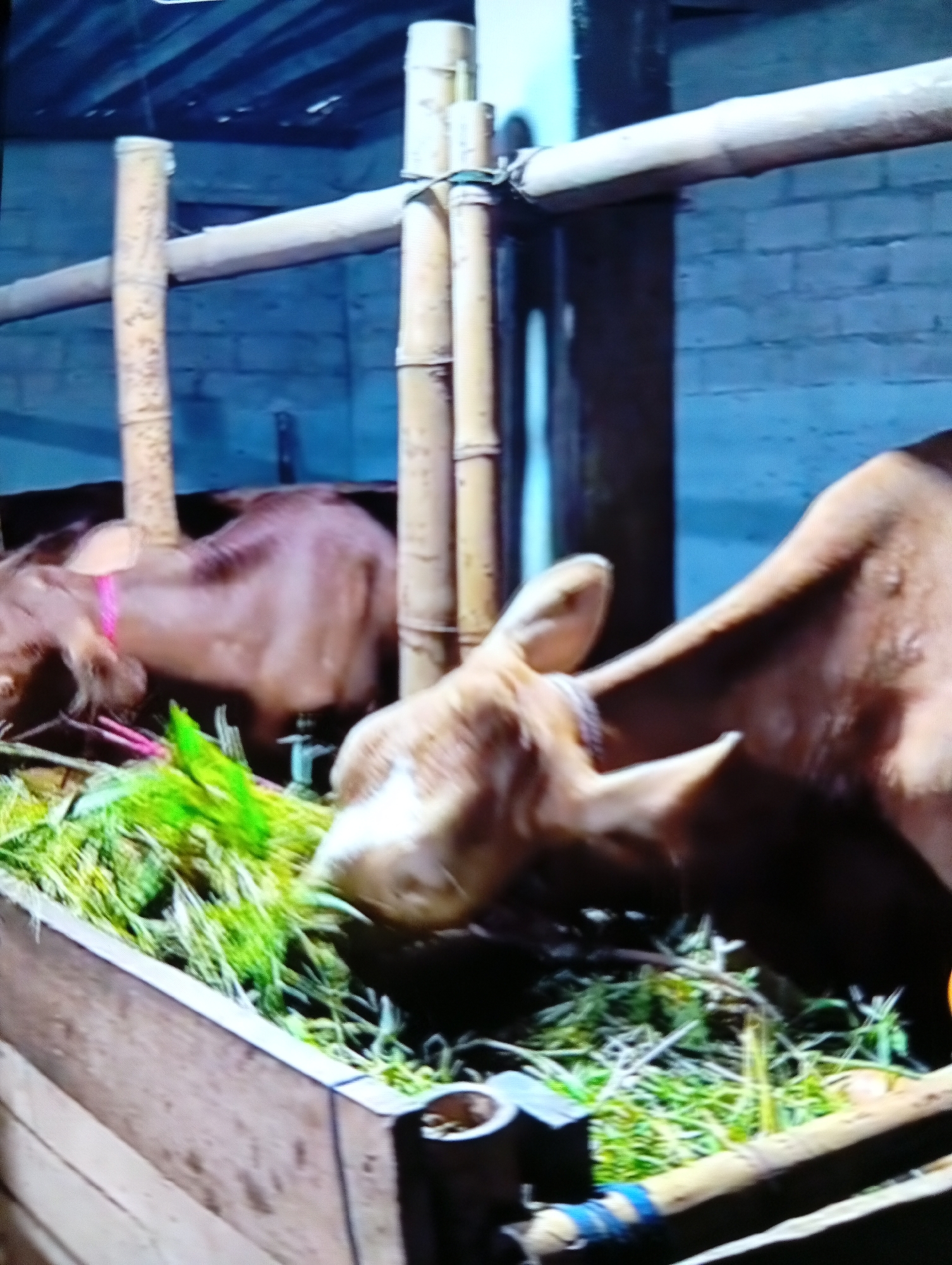 The image displays an indoor animal enclosure, likely a barn or shelter, situated in the city of Lhokseumawe, Indonesia. Two brown domestic bovines, consistent with cattle, are observed consuming green fodder from a wooden trough positioned in the foreground. One bovine, partially visible in the right foreground, has a lighter-colored head and is actively eating. A second bovine, located in the left background, is also brown, wears a pink collar or rope around its neck, and is similarly engaged with the fodder. The enclosure features blue-grey cinder block walls in the background and a dark blue corrugated roof above. Multiple light-colored bamboo poles serve as structural supports or partitions within the space, secured by visible bindings. The environment is dimly lit.