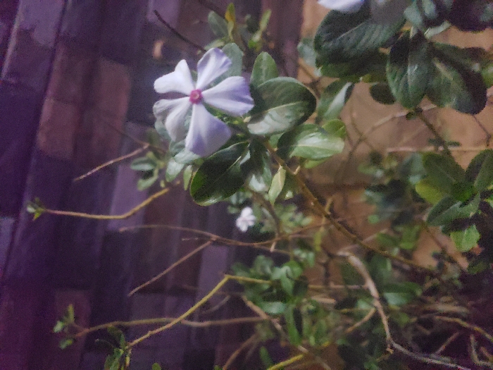 A close-up vertical photograph captures a flowering plant, likely a Madagascar periwinkle (Catharanthus roseus), set against a dark, out-of-focus brick wall. The central subject is a five-petaled flower, predominantly light lavender or pale purple, with a distinct dark pink center. Several dark green, ovate leaves are visible, some glossy, attached to thin, branching stems. A smaller, partially obscured white flower is visible behind and to the left of the main bloom, and another partial flower is discernible on the right edge. The ambient lighting is low, suggesting nighttime or an artificially lit indoor environment, casting a purplish hue on the background wall. No individuals, actions, or interactions are present in the scene. The specific location within Unknown, Unknown, is not discernible from the image.