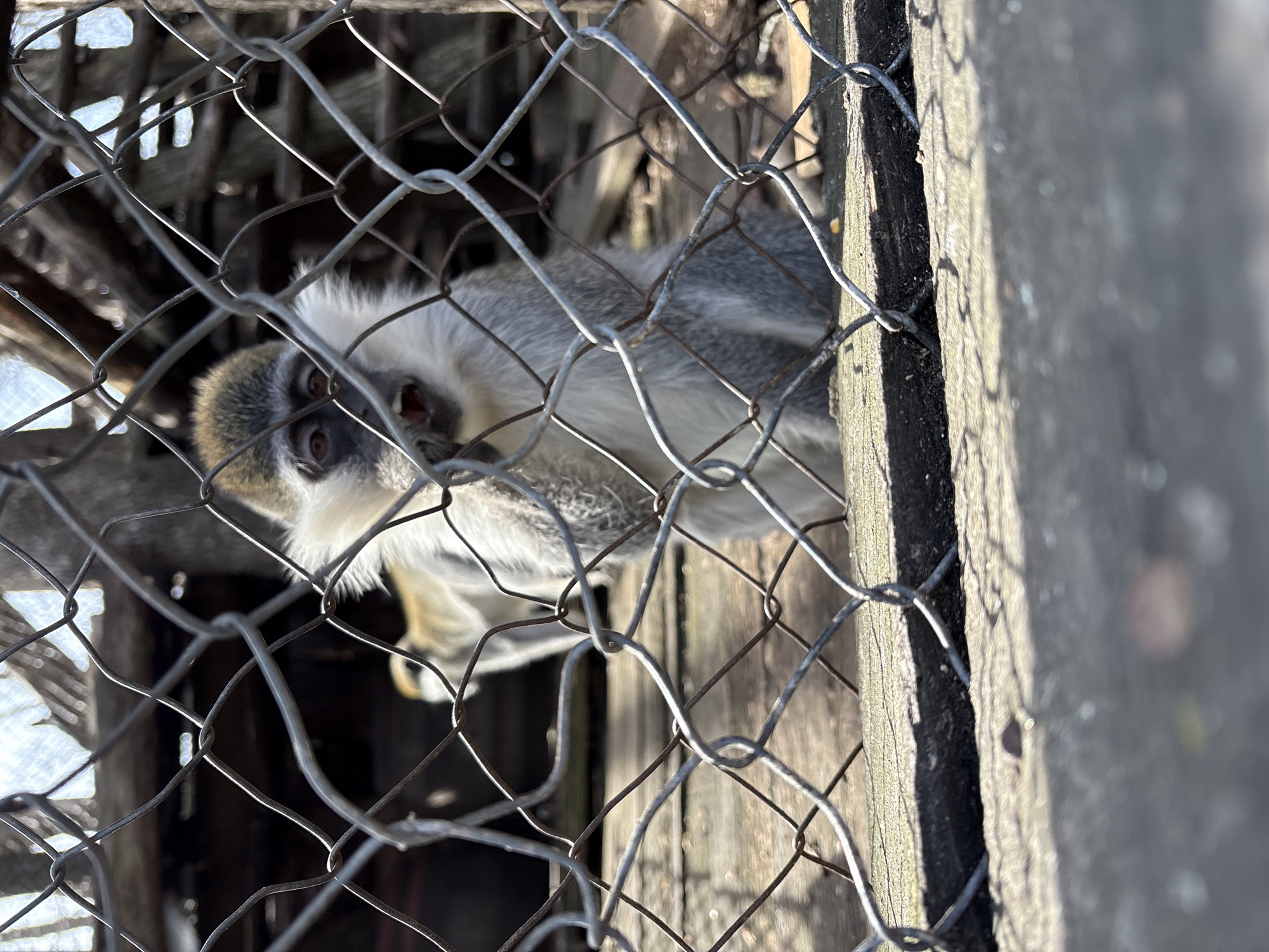 A monkey is visible behind a wire fence. The monkey has gray and white fur and is looking towards the camera. The background consists of wooden structures. The location is Goritsa, Bulgaria.