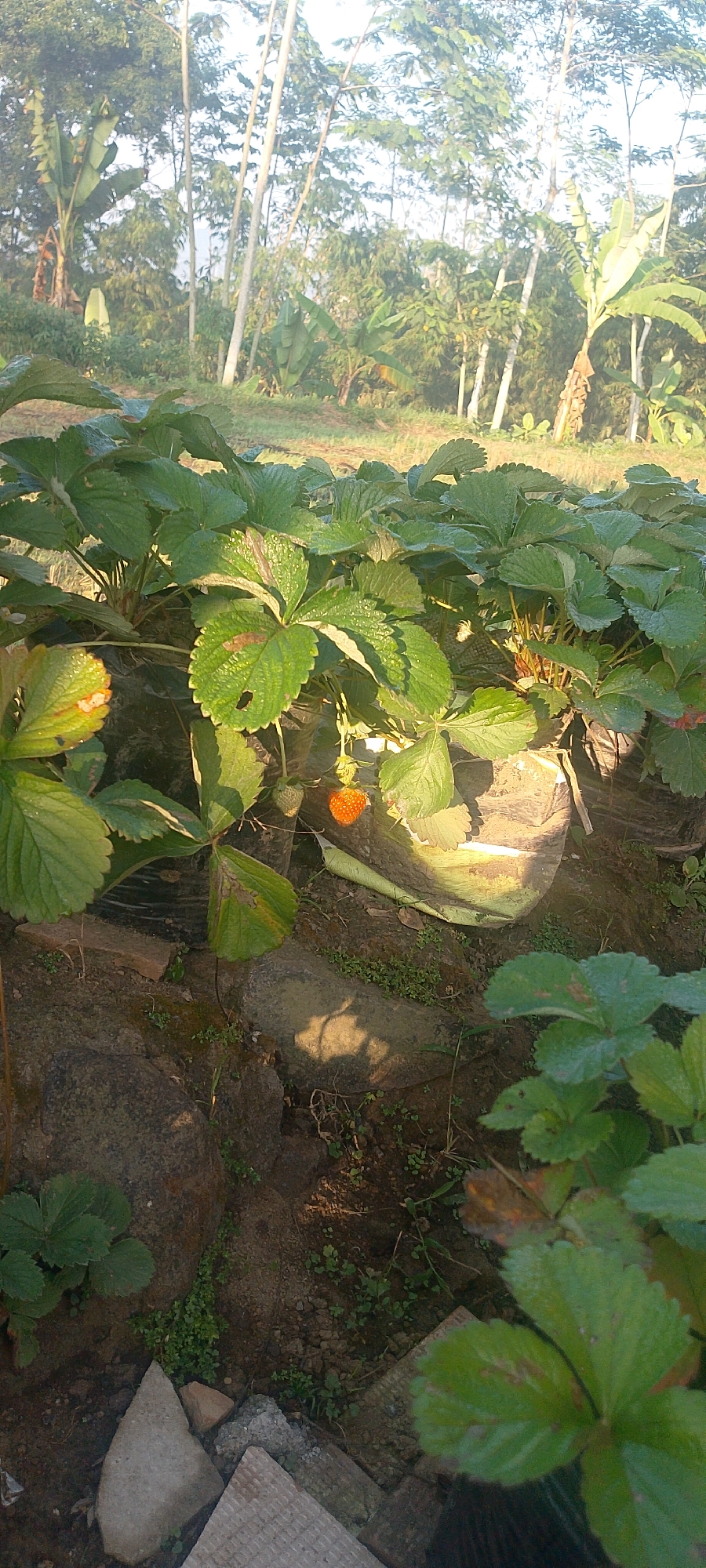 The image depicts a close-up view of a strawberry plant with a single ripe strawberry visible. The plant is in a garden setting with other plants and trees in the background, suggesting an outdoor environment. The ground appears to be soil and rocks, with some scattered green vegetation. The lighting suggests it is daytime, likely morning or late afternoon due to the soft sunlight casting shadows. There are no people or animals visible in the image. The overall scene conveys a natural and serene atmosphere within a rural or suburban agricultural setting. The location is identified as Oro-oro Ombo, Indonesia, which is likely a village or area known for its agricultural activities, possibly in a mountainous region given the presence of trees and lush vegetation.