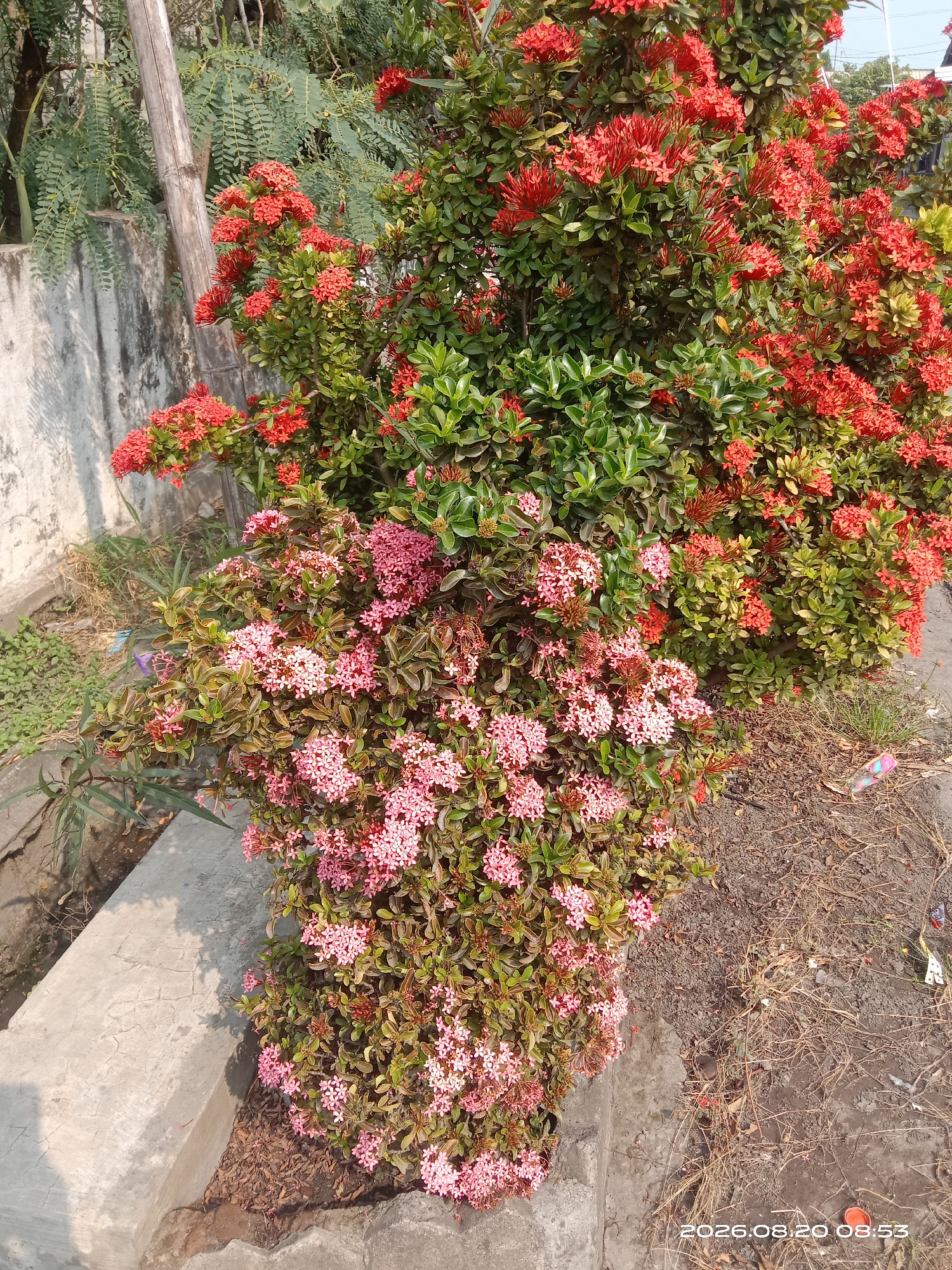In the city of Gudo, Indonesia, a vibrant Ixora bush is captured in a medium shot. The bush displays two distinct color variations of its flowers: bright red clusters at the top and delicate pink clusters at the bottom. The foliage is a lush green, providing a rich backdrop for the colorful blooms. The Ixora bush is situated alongside a weathered concrete wall and a dirt path, suggesting an outdoor, possibly urban or suburban setting. A dried wooden pole stands vertically behind the bush, adding a rustic element to the scene. The ground is covered with dry grass and scattered debris, with a concrete gutter or edge visible in the foreground. The lighting indicates a bright day, casting shadows and highlighting the textures of the plant and its surroundings. A timestamp in the lower right corner reads "2026.08.20 08:53". There are no people visible in the image.