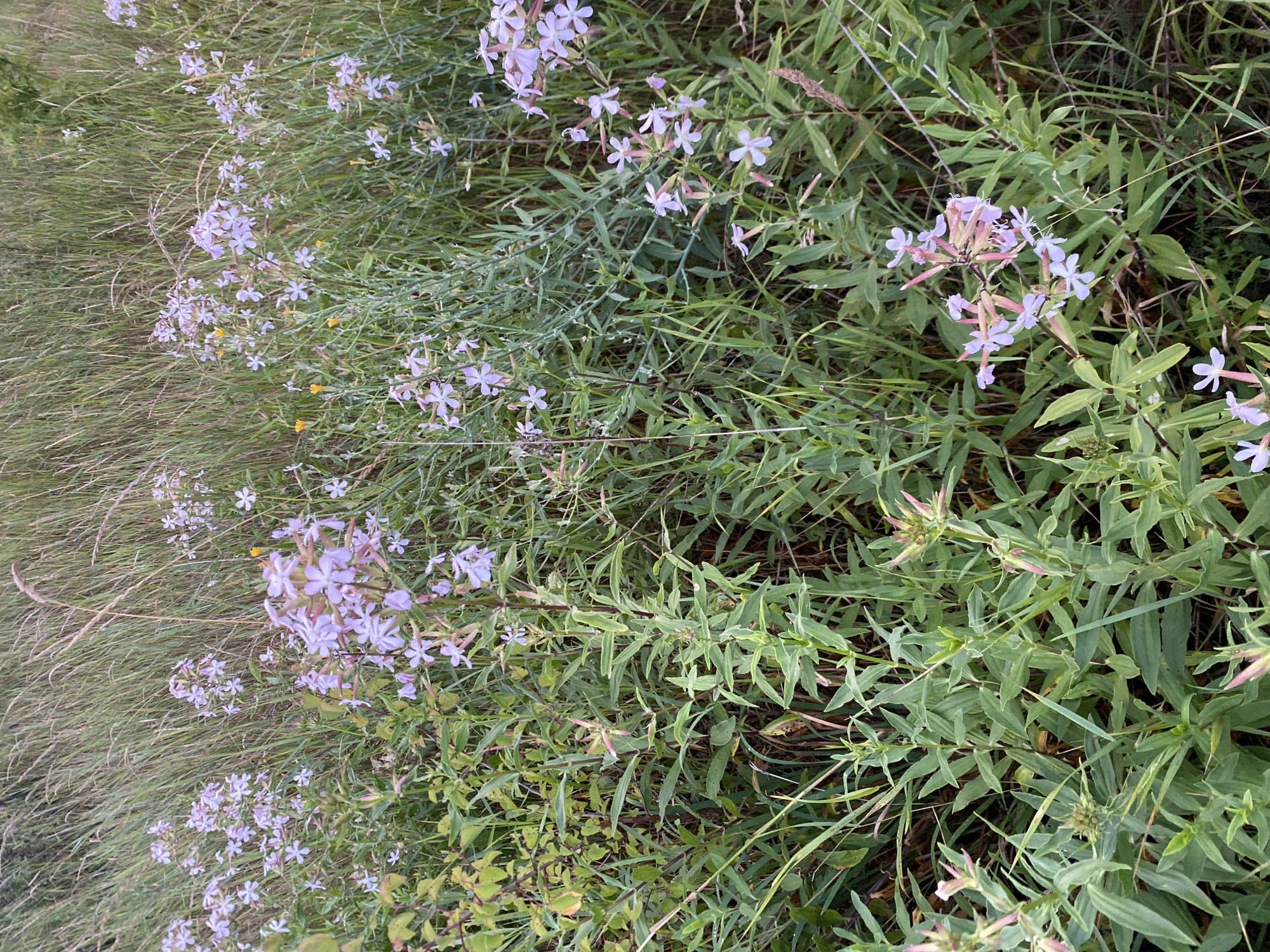 The image shows a close-up view of a patch of wild flowers in a field, likely located in Yablunivka, Ukraine. The flowers are small, pale lavender, and star-shaped, growing in clusters on tall, slender stems. They are surrounded by a dense growth of green grass and other foliage, with some dry, straw-like grasses visible in the background. The lighting suggests an overcast day or early morning/late evening. No people or animals are present.