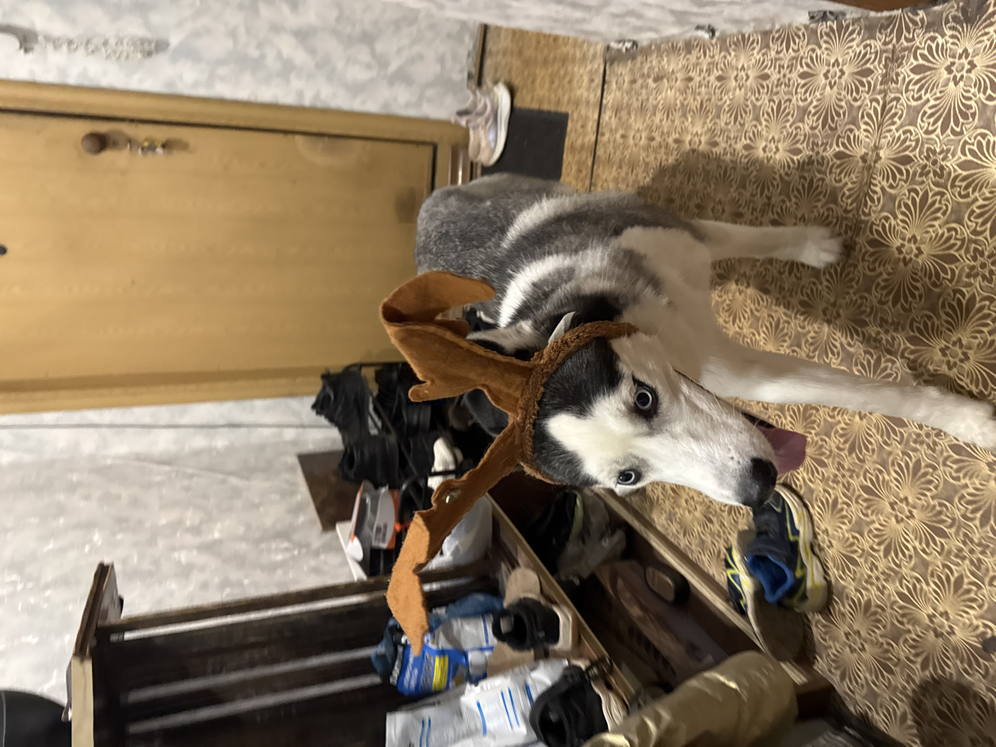 A Siberian Husky wearing brown reindeer antlers is the central subject of this indoor photograph. The dog, with its distinctive grey, white, and black fur markings and striking blue eyes, looks directly at the camera with its tongue slightly protruding, conveying a curious or playful expression.
The dog stands on a patterned floor featuring a repeating ornate floral design in golden-brown tones. To the left, a light brown wooden interior door is partially visible, complete with a handle and some small fixtures on the wall above it. The wall itself appears to be a light color with a subtle pattern, possibly wallpaper.
The lower and right portions of the image reveal a somewhat cluttered domestic setting. Various items are visible on the floor and within what appears to be a wooden storage unit or shoe rack. These items include several pairs of shoes, notably a blue and yellow sneaker close to the dog's snout. Scattered among the footwear are multiple bags and packages, including a blue and white bag that could be pet supplies, along with other indistinct household items. The lighting indicates an indoor environment, likely illuminated by artificial sources. No discernible text is visible in the image.