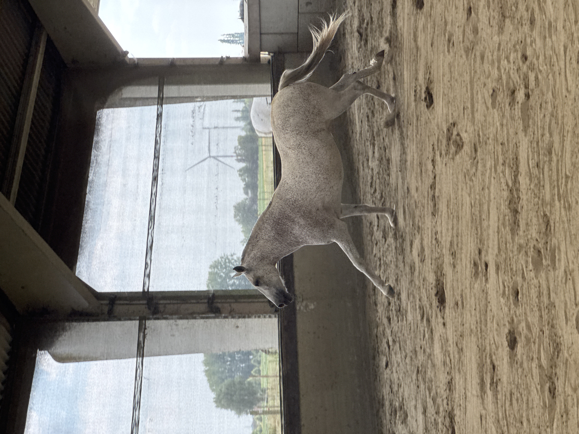 A dappled grey horse is captured in mid-stride within an indoor arena, its body angled to the right, head looking forward. The arena floor is covered in sand. Behind the horse, large, translucent screens form the side walls of the arena, allowing a view of the exterior. Through the screens, trees, a fence, and a wind turbine are visible, suggesting a rural or semi-rural setting. The horse appears to be moving at a trot or canter, with its front left leg extended forward and hind right leg pushing off the ground. The horse is the sole subject in the immediate foreground. The structure of the arena includes visible beams and a corrugated roof. The overall impression is one of an equestrian facility, likely in a location like Estaimpuis, Belgium, given the characteristic open, green landscapes often associated with the region and the presence of wind turbines.