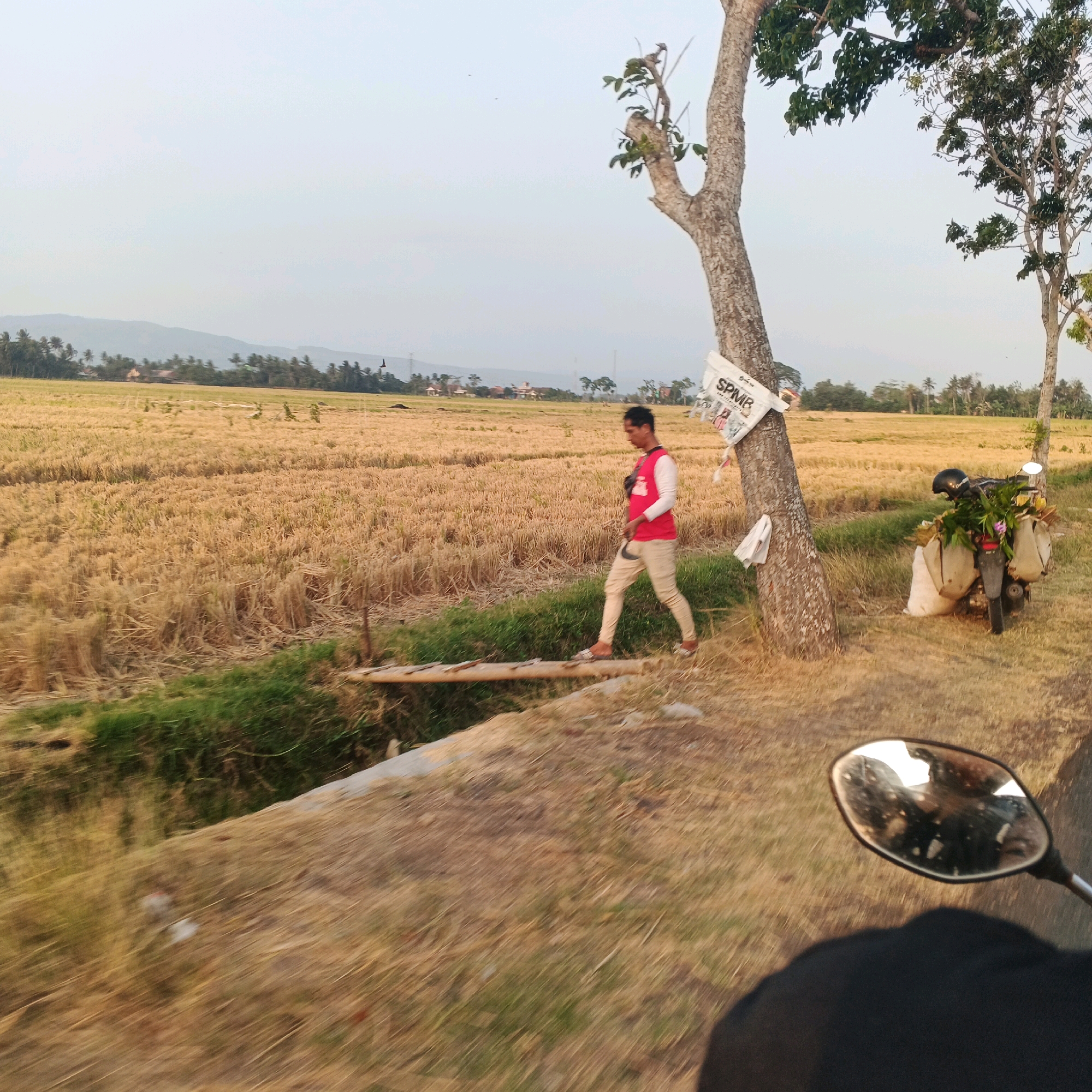 This image depicts a scene in Gentasari, Indonesia, featuring a man walking across a makeshift wooden bridge over a small ditch. The environment is rural, with a harvested rice field dominating the background. The field is golden brown, indicating the crop has been cut. A large tree stands prominently on the right side of the image, with a white banner attached to it. Further to the right, a motorcycle is parked, loaded with several sacks and some greenery, including what appears to be flowers. The sky is a pale, hazy blue, suggesting either early morning or late afternoon light. In the foreground, the image is slightly blurred, indicating it might have been taken from a moving vehicle, possibly a motorcycle, given the presence of a rearview mirror in the lower right corner. The man is wearing a red vest over a white long-sleeved shirt and light-colored pants, with sandals on his feet. His posture suggests he is mid-stride.