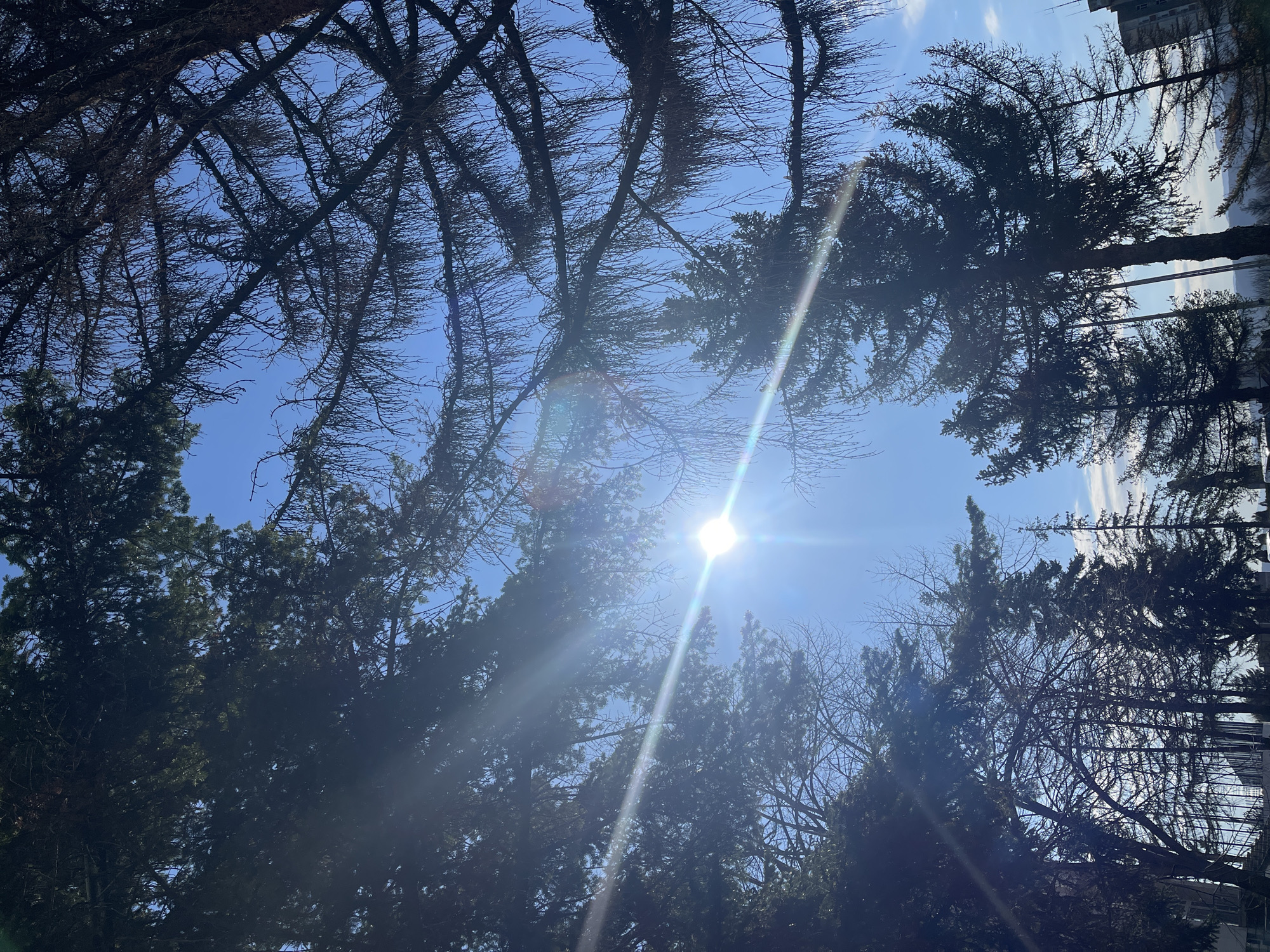 The image captures a view looking upwards through tree branches against a bright blue sky. The sun is visible in the center of the frame, creating a significant lens flare. The trees vary in type and foliage. Some are evergreens with dense needles, while others appear to be deciduous, either bare or with sparse dried leaves. In the background on the right side, a tall building and/or telephone pole with wires can be seen, suggesting an urban setting. Given the location of Veliko Tarnovo, Bulgaria, it is plausible that the trees are within a park or green space. The day is bright and sunny. No people are visible in the frame.