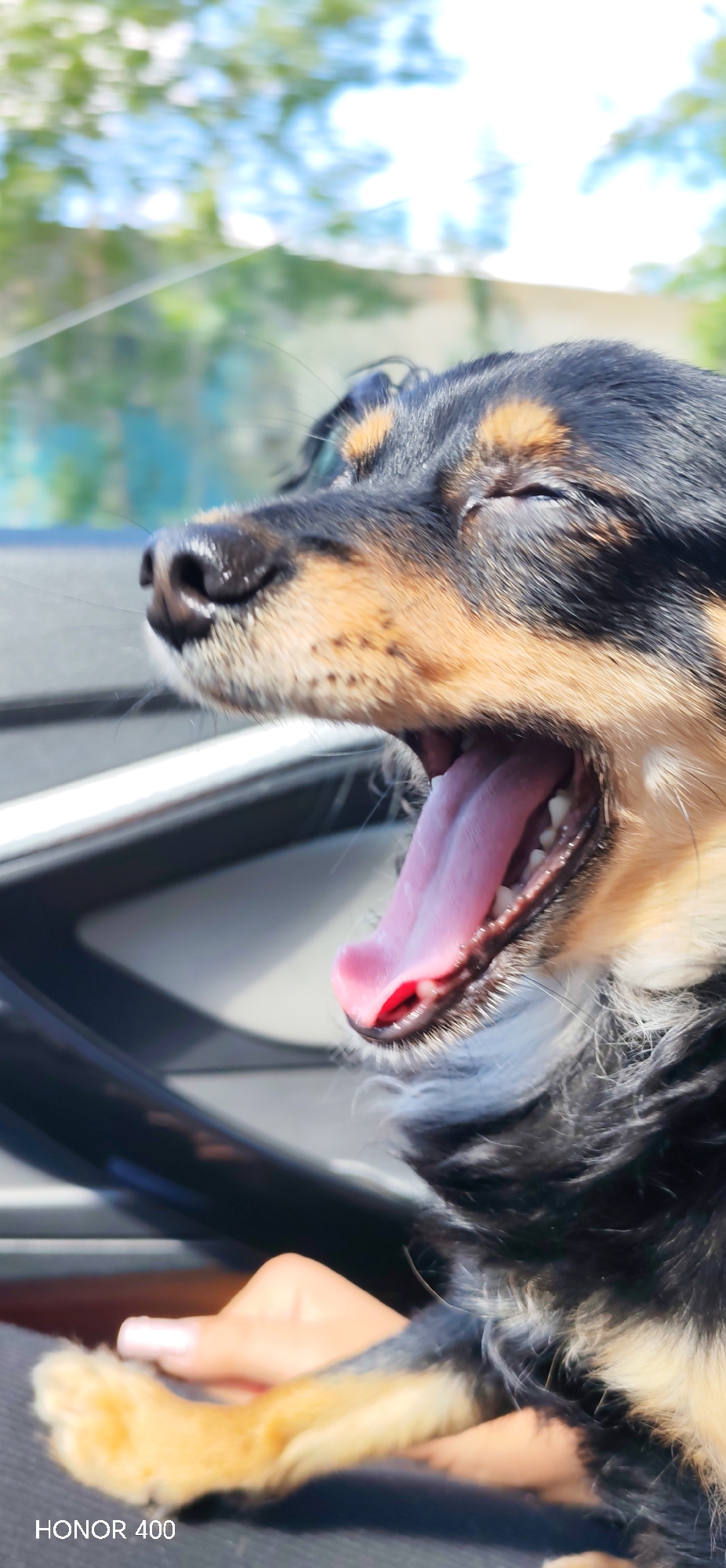 A vertical, close-up photograph depicts a small canine, identified by its black and tan fur, in the act of yawning within the city of Chaikovsky, Russia. The canine's eyes are partially closed, and its mouth is wide open, revealing a pink tongue and visible dentition. Its nose is black and exhibits a wet sheen. The dog is positioned adjacent to a dark, rigid structure, consistent with a vehicle window frame or interior component. A human hand, with nails painted in a light hue, is partially visible supporting the canine from below. The background consists of a heavily blurred expanse of green foliage and bright blue sky, characteristic of an outdoor, sunlit setting. A 'HONOR 400' watermark is present in the lower left corner.