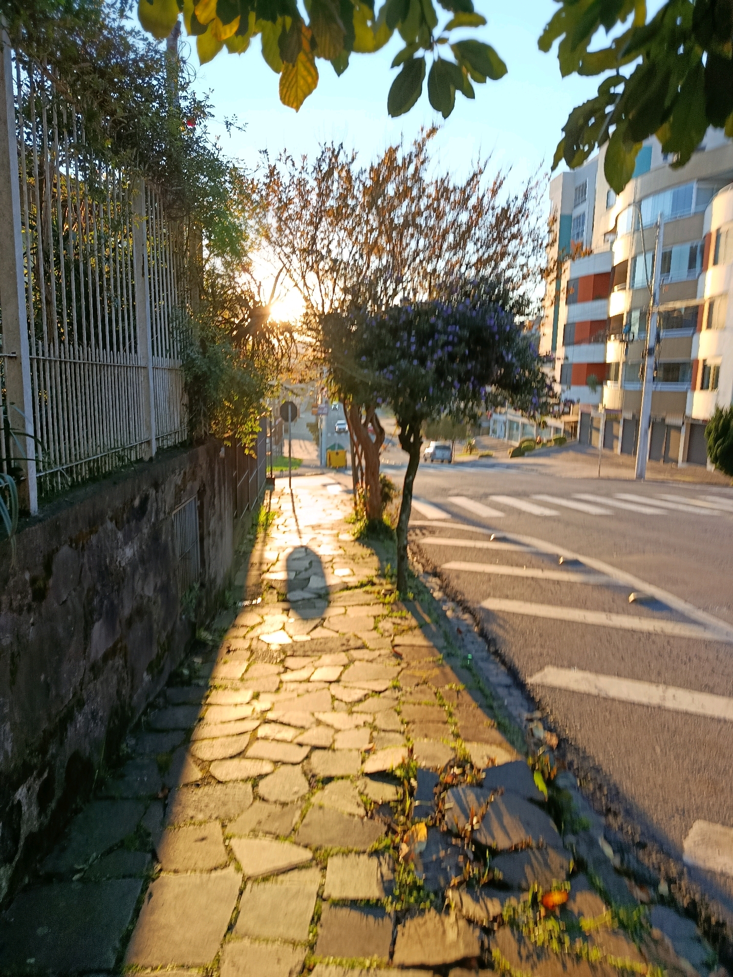 The image captures a street scene in Caxias Do Sul, Brazil, during either sunrise or sunset, indicated by the low-angle, warm lighting and long shadows. In the foreground, a stone-paved sidewalk runs alongside a grey stone wall and a metal fence. Overgrown vegetation with green leaves and some with yellow hues are visible, particularly at the top and along the fence. A small tree with purple flowers is positioned on the sidewalk, casting a shadow. Beyond the sidewalk is a paved street with white pedestrian crossing lines and some small reflective markers. In the background, a modern multi-story building with balconies and colorful facade elements stands on the right side of the street. A few cars are present on the street, and a yellow trash bin is visible further down the road. The sky is a clear light blue.