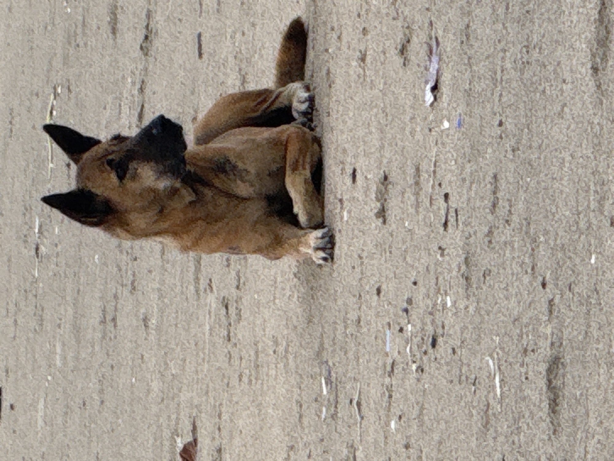 The media file displays a medium-sized, light brown dog lying down on a textured, light-colored surface. The image is oriented such that the dog appears to be lying on its side, though it is likely resting on a flat, horizontal surface like pavement or a low wall. The dog's fur is predominantly tan and light brown, with darker brown or black markings around its snout and pointed ears. Its eyes appear closed or are looking away from the camera, suggesting it is resting or sleeping. The dog's paws are visible, showing white or lighter-colored claws and pads. The background consists of a rough, grainy, and somewhat discolored light grey surface, consistent with concrete or stucco, with small, scattered specks of debris or imperfections. The lighting indicates it is daytime. No text is visible in the image. The location context provided for this image is Kuta Selatan, Indonesia.