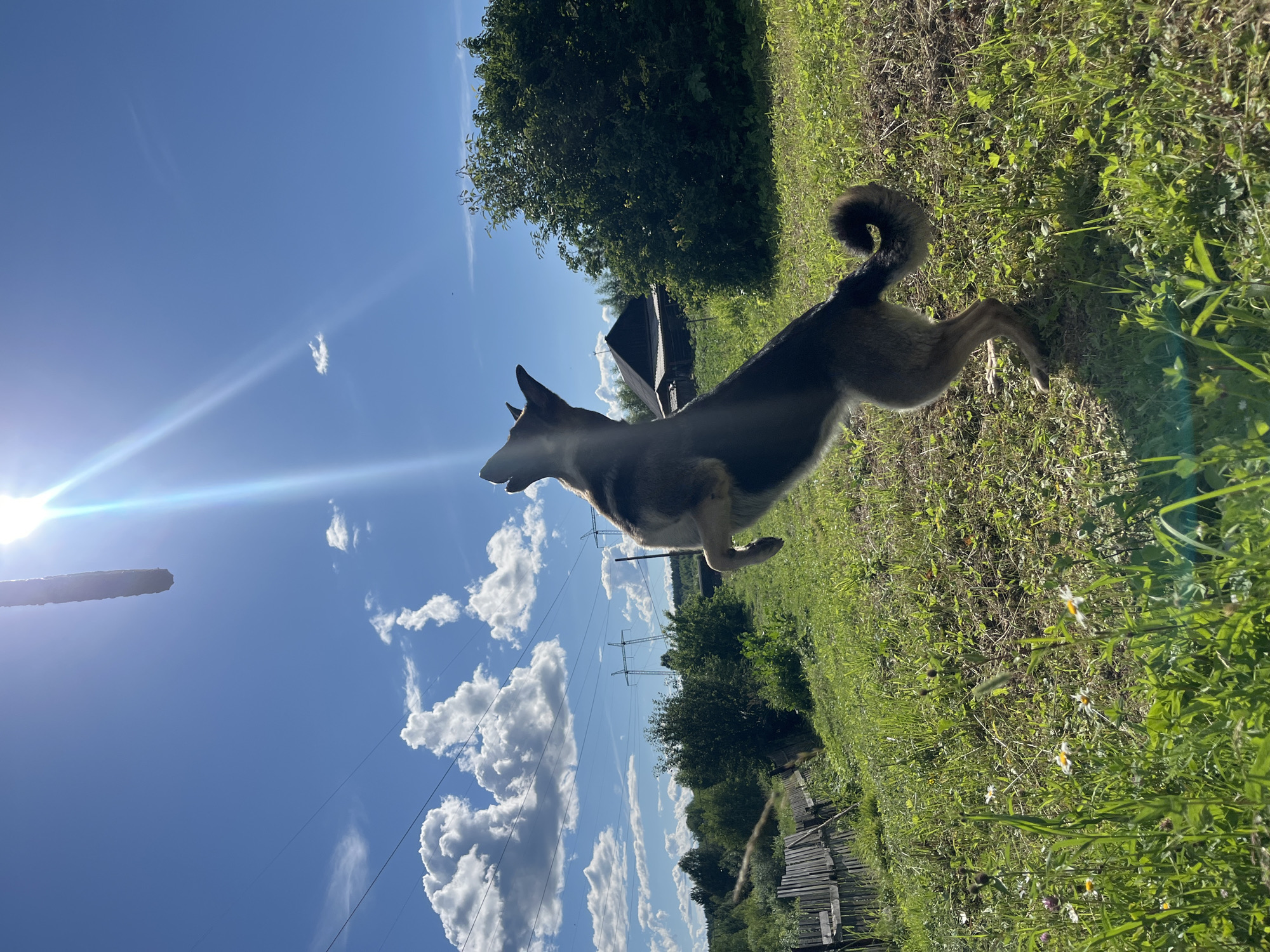 The media file depicts a German Shepherd dog in a grassy outdoor setting. The dog is mid-leap, its body extended and its tail curled upwards, suggesting it is either playing or actively engaged in an activity. The scene is bathed in bright sunlight, casting distinct shadows and creating lens flares, indicating it is likely daytime, possibly late afternoon due to the warm light.
The background features a clear blue sky with scattered white, fluffy clouds. Several power lines and transmission towers are visible, suggesting the location is in a somewhat rural or semi-urban area, perhaps on the outskirts of a town. Lush green grass and vegetation cover the ground, with some small wildflowers scattered throughout. In the distance, a wooden fence and a dark, angular structure, possibly a shed or a small building, can be seen nestled amongst trees. The overall impression is one of a bright, sunny day in a natural environment. The image's orientation is slightly tilted, giving a dynamic perspective to the dog's action. No text is visible in the media file. The setting and the presence of the dog suggest a domestic or recreational context.