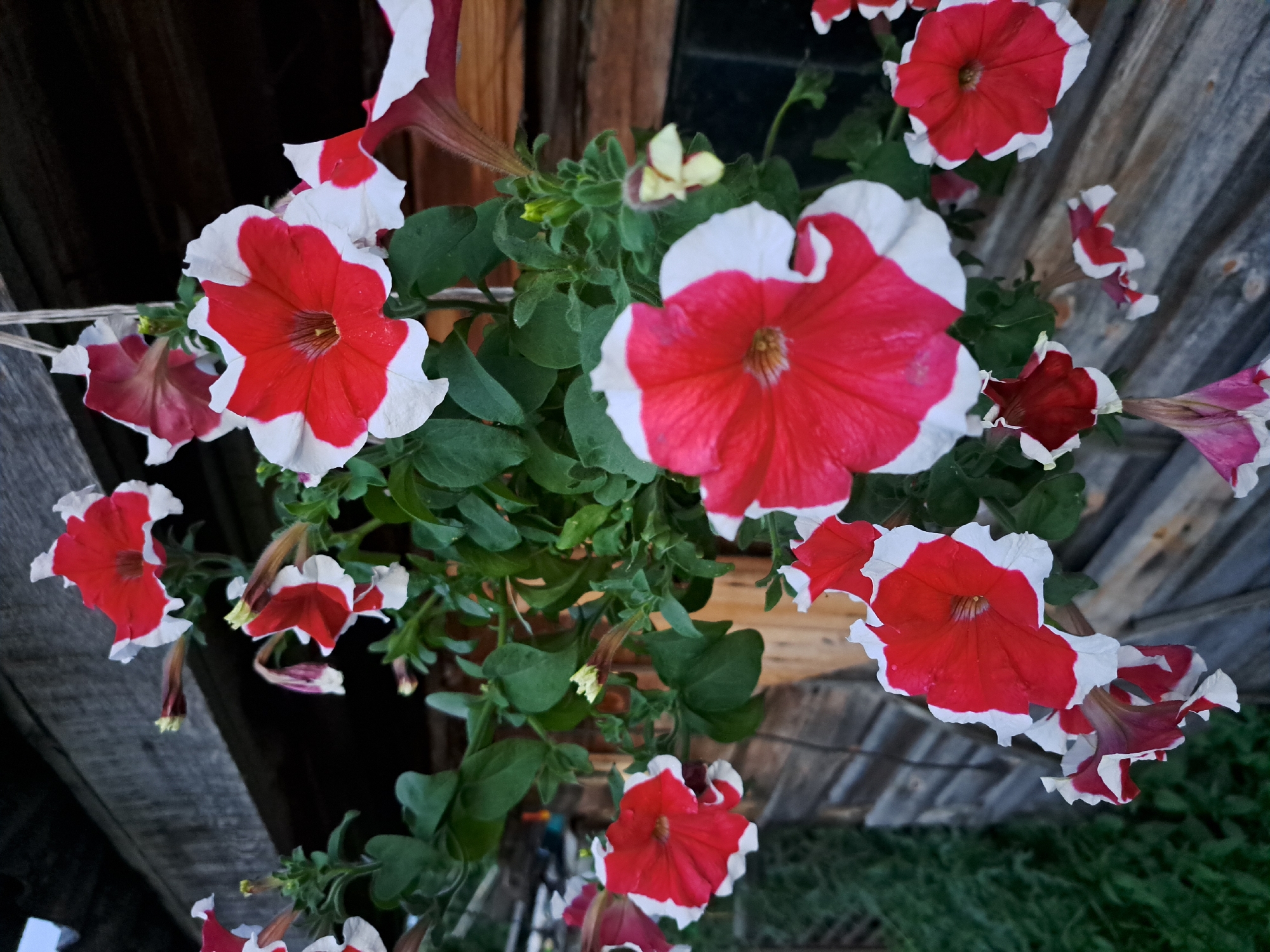 The image shows a close-up view of several red and white petunia flowers hanging against a backdrop of weathered wooden planks. The flowers are in various stages of bloom, with some fully open and others still partially closed. The petals are a vibrant red with a distinct white border. Green foliage surrounds the flowers. The wooden structure appears to be part of an outdoor setting, possibly a porch or shed. The lighting suggests it is either early morning or late evening. There are no people or animals visible in the image. The location is specified as Chernetsk, Russia.