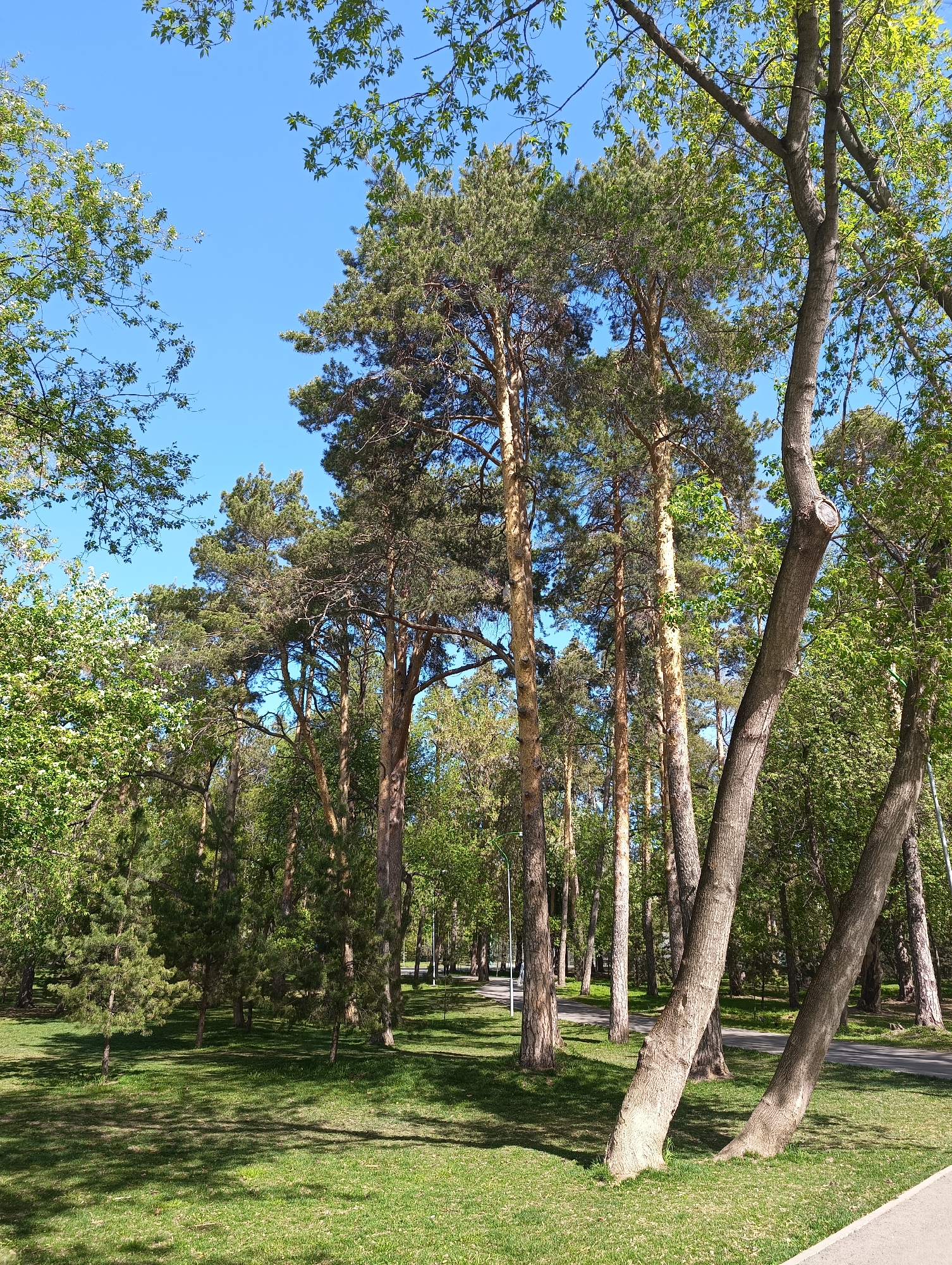 The image shows a park in Yekaterinburg, Russia, on a sunny day. The sky is clear blue, visible through the treetops. The park is filled with trees, primarily pine trees, with some deciduous trees interspersed. The ground is covered in green grass, and shadows from the trees are cast across it. A paved path runs through the park in the background. There are no people visible in the image.