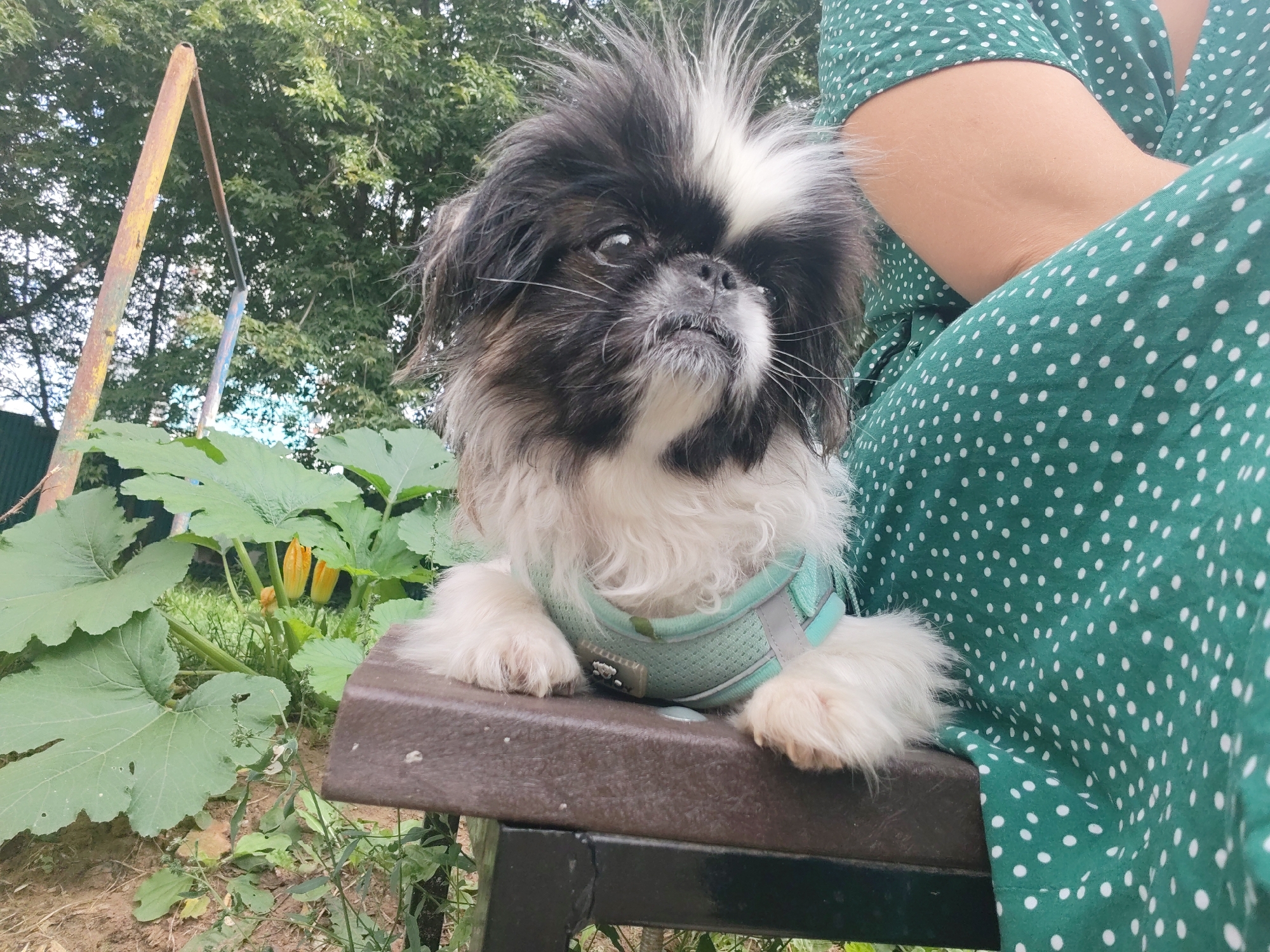 In Izhevsk, Russia, a small dog with black and white fur, wearing a light teal harness, sits on a dark brown bench in an outdoor setting. The dog's fur is messy, with a prominent tuft on its head. In the background, lush green leaves of a plant, possibly zucchini, are visible, with two yellow flowers and a green fence. A rusty yellow and blue metal pole is positioned to the left of the dog. A person wearing a green dress with white polka dots is seated next to the dog, partially visible on the right side of the image.