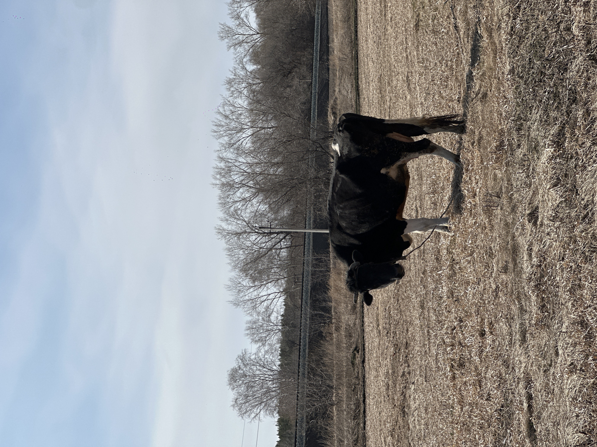 A black and white cow, appearing to be of the Holstein breed, stands prominently in an expansive, dry field under a clear, pale blue sky. The field is covered in light brown, withered grass or stubble, indicating either late autumn, winter, or early spring. The cow is positioned towards the right side of the frame, facing slightly to the left, with its head lowered.
In the mid-ground, a dense line of deciduous trees, completely devoid of leaves, stretches horizontally across the scene, suggesting the season. A fence or barrier, possibly part of a railway line or road, runs along the base of these trees. A utility pole is also visible among the trees. The background features a vast, open sky with minimal cloud cover. Several tiny specks, likely distant birds, are scattered across the sky.
The scene depicts a peaceful, rural setting during daylight hours. No specific activities beyond the cow standing in the field are apparent. There are no people visible, nor any discernible text. The overall impression is one of a calm, agricultural landscape in Савиново, Russia.