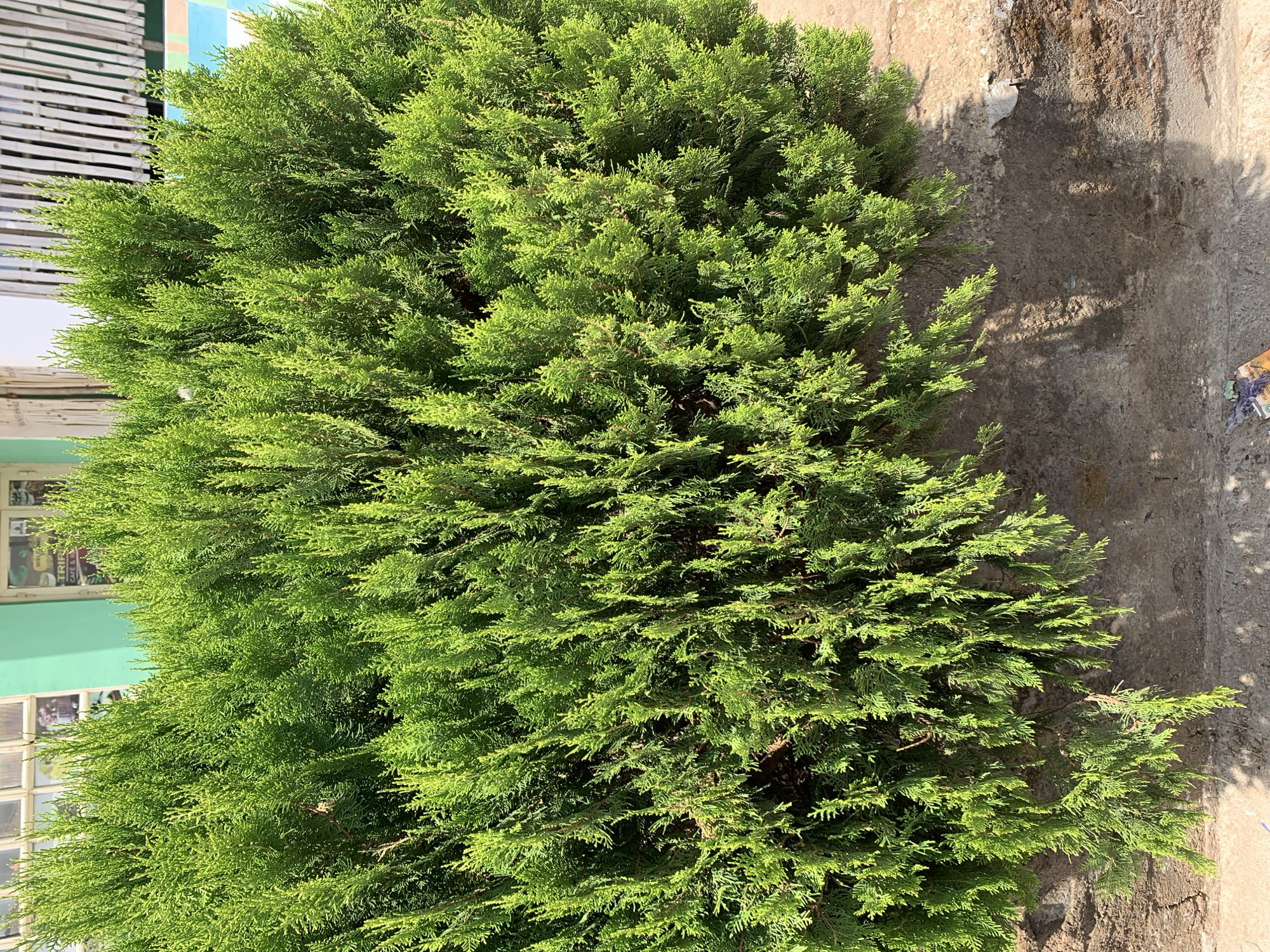 The image depicts a dense green bush or shrub, likely a type of conifer, occupying a significant portion of the frame. It appears to be growing adjacent to a building with light blue and white trim and a window visible on the left side. To the right of the bush is a concrete or stone surface with areas of discoloration and visible wear. Shadows are cast on this surface, suggesting a light source from the upper right. The environment appears to be urban, possibly a residential or commercial area in Rafin Par, Nigeria, judging by the details of the architecture and materials. There are no people visible in the image.