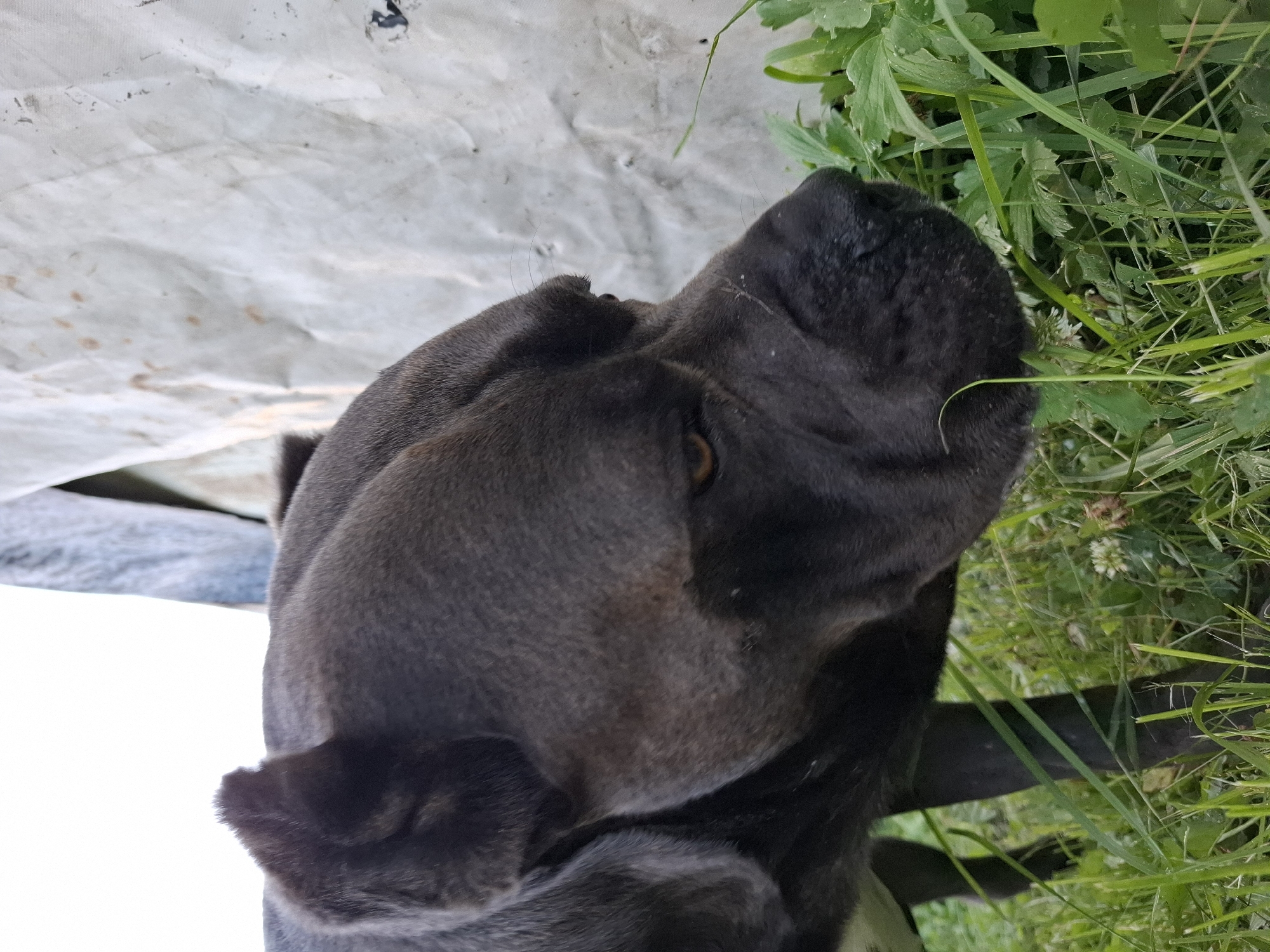 A close-up shot shows the side profile of a dark-colored dog's head with its nose in the grass. The dog is facing to the right of the frame, with its left eye visible and looking downwards. The dog's ears are short and erect. The background is a white, textured tarp, and the foreground consists of lush green grass, with some small white flowers visible among the blades. The lighting suggests it is daytime, likely outdoors. There are no people or other animals visible in the image.