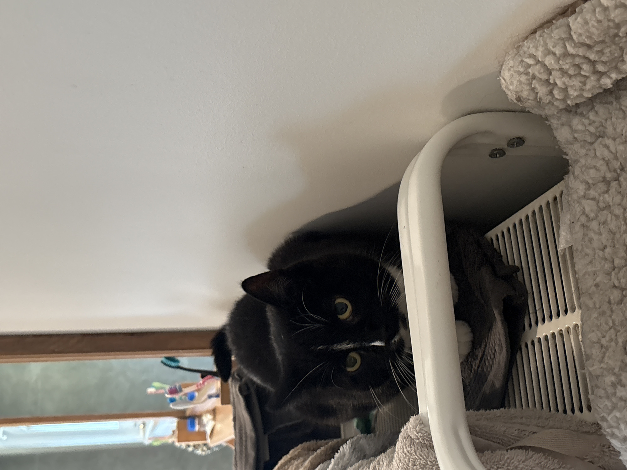 A black and white tuxedo cat is the central subject, seen from a low-angle perspective, looking directly down towards the camera. The cat has short black fur, white fur on its chin, chest, and paws, prominent white whiskers, and striking yellow-green eyes with narrow pupils, reflecting the light. It appears to be perched on an elevated surface, possibly a cat tree or a high shelf, with its body partially obscured by a white arched support structure on the right.
To the immediate right of the cat, there's a white, vertically slatted structure, likely part of a cat carrier, a laundry hamper, or the upper level of a cat tree. A plush, textured, beige or off-white fabric, possibly a blanket or part of the cat tree, is visible below the cat and to the right. Above and behind the cat, a plain white wall or ceiling dominates the upper left portion of the image.
In the blurred background on the left, a wooden frame suggests a window or an opening, through which a soft, diffused light enters. A holder containing several toothbrushes of various colors is visible on the wall or shelf behind the wooden frame. The cat's direct and intense gaze conveys alertness and curiosity. There is no visible text in the image. The scene depicts an indoor domestic environment, possibly in Estaimpuis, Belgium.