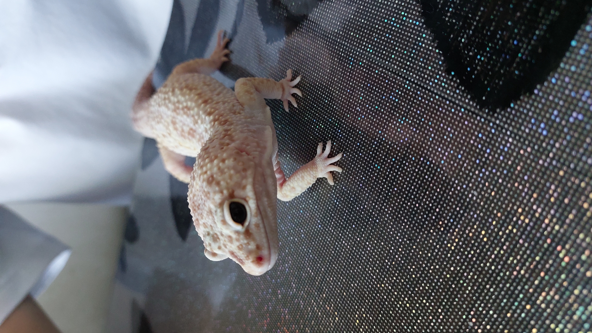 A leopard gecko with pale skin and light brown spots is positioned on a sparkling black surface. The gecko's head is turned to its left, and its body is angled slightly away from the viewer. Its front legs are splayed outwards, with its toes visible. The background is blurred, showing a white, draped fabric. The scene is indoors.