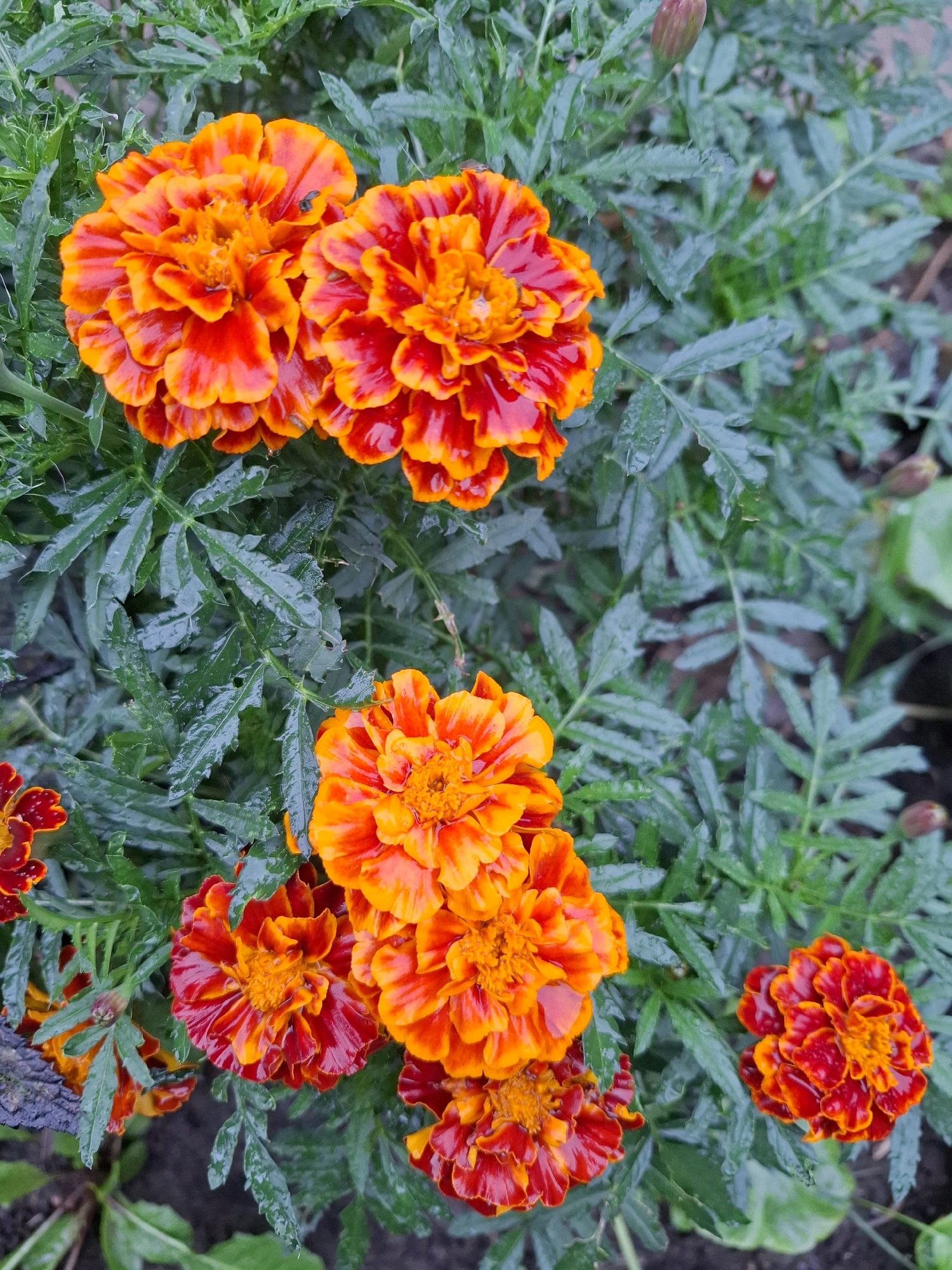 This is a close-up, high-angle, medium shot of a cluster of orange and red marigolds in bloom, set against a background of dark green, wet foliage. The marigolds are vibrant and full, with layered petals displaying a gradient of color from deep red at the edges to bright orange in the centers. Several of the flowers have small, dark insects on their petals. The leaves of the plants appear slightly damp, with visible water droplets, suggesting recent rain or dew. The overall lighting is soft and diffused. The scene is located in the city of Tyumen, Russia, where these flowers are commonly found in gardens and public spaces.
