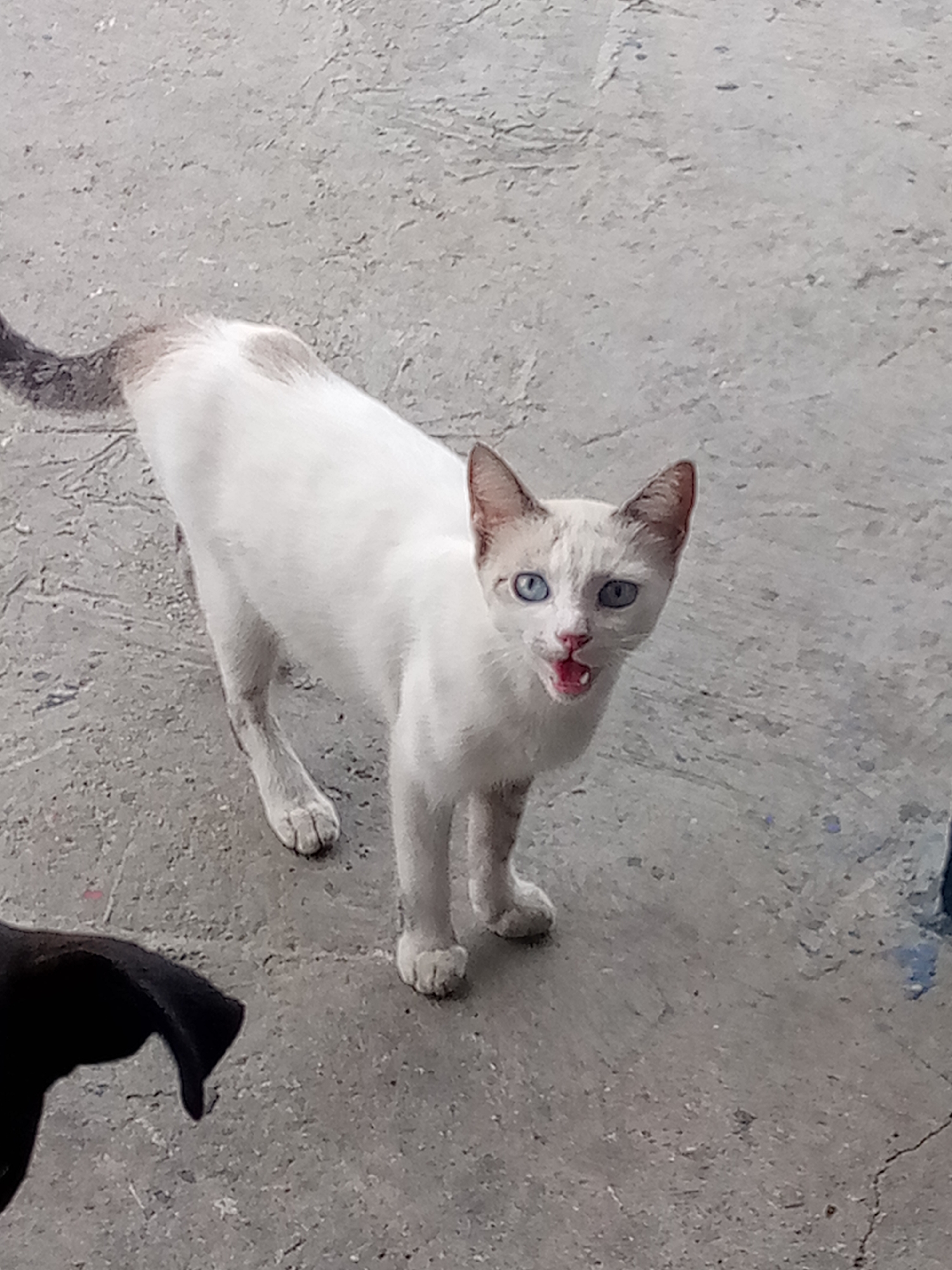 A white cat with blue eyes and light brown markings on its ears and tail stands on a concrete surface in El Dátil, Venezuela. The cat's mouth is open, revealing its tongue and teeth. In the lower left corner of the image, the back of a black animal, possibly a dog, is visible. The concrete ground appears worn and cracked.