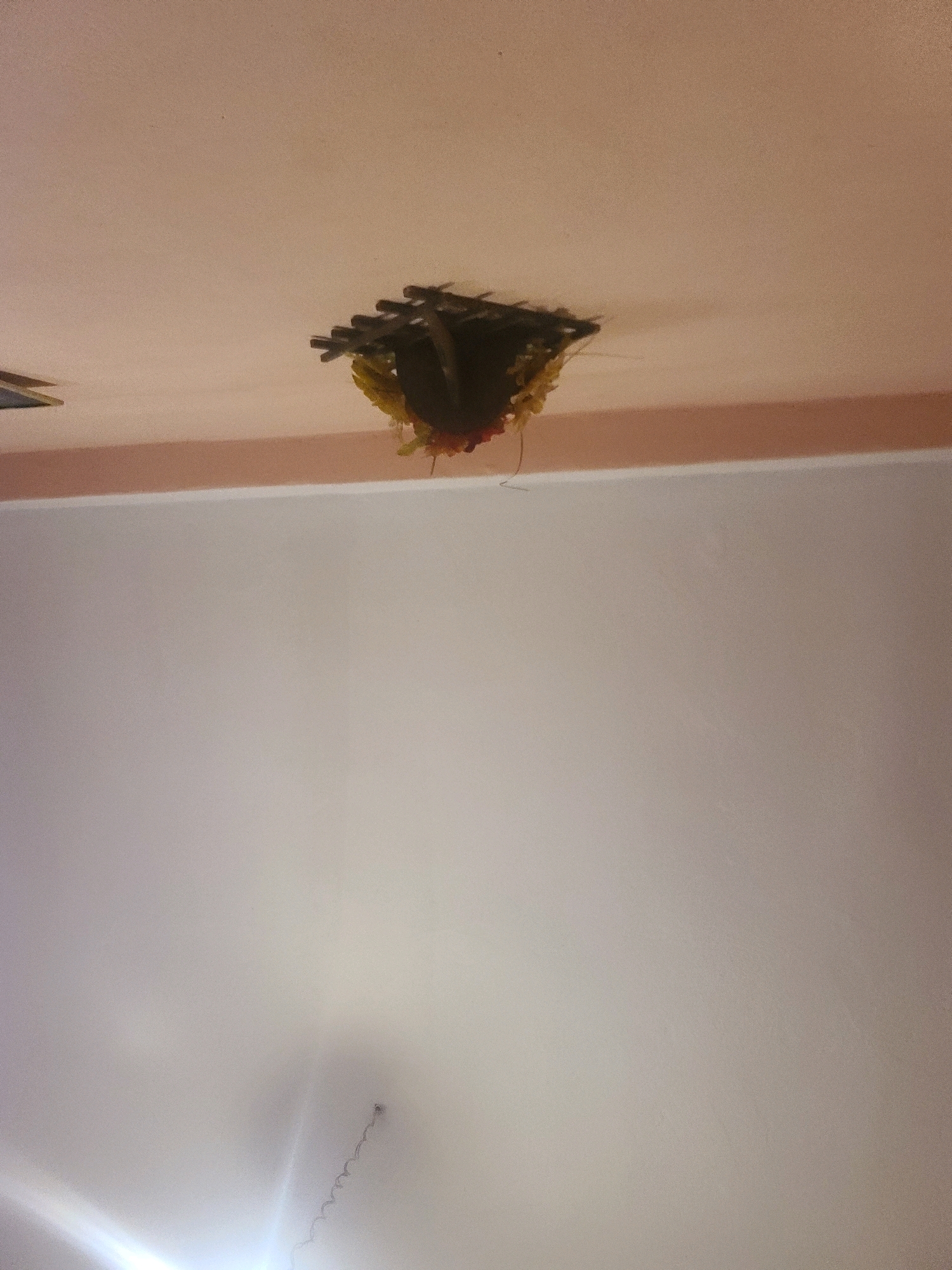 In Ain Sefra, Algeria, a close-up shot captures a nest constructed from twigs and other organic materials. The nest is affixed to a ceiling, likely within a building, and appears to be partially dislodged or in the process of formation. Small, yellow and red-colored objects are interspersed within the nest's structure, possibly eggs or juvenile insects. The surrounding ceiling is painted a light, neutral color.