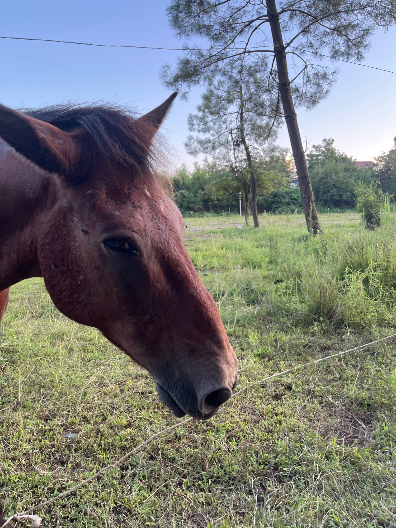 A close-up, low-angle shot captures the head of a brown horse in a grassy field. The horse's face is positioned in the left half of the frame, with its eye visible and its muzzle extending towards the right. The horse's coat appears slightly dusty, and there are several small insects on its face and neck. In the background, a line of trees forms a natural border, with a taller pine tree prominently featured on the right. The sky above is a clear, pale blue. A thin wire is visible in the foreground, running horizontally across the bottom of the image. The environment suggests a rural or semi-rural setting, potentially on the outskirts of Ureki, Georgia, where open fields and natural vegetation are common. The lighting indicates it might be late afternoon or early evening.
