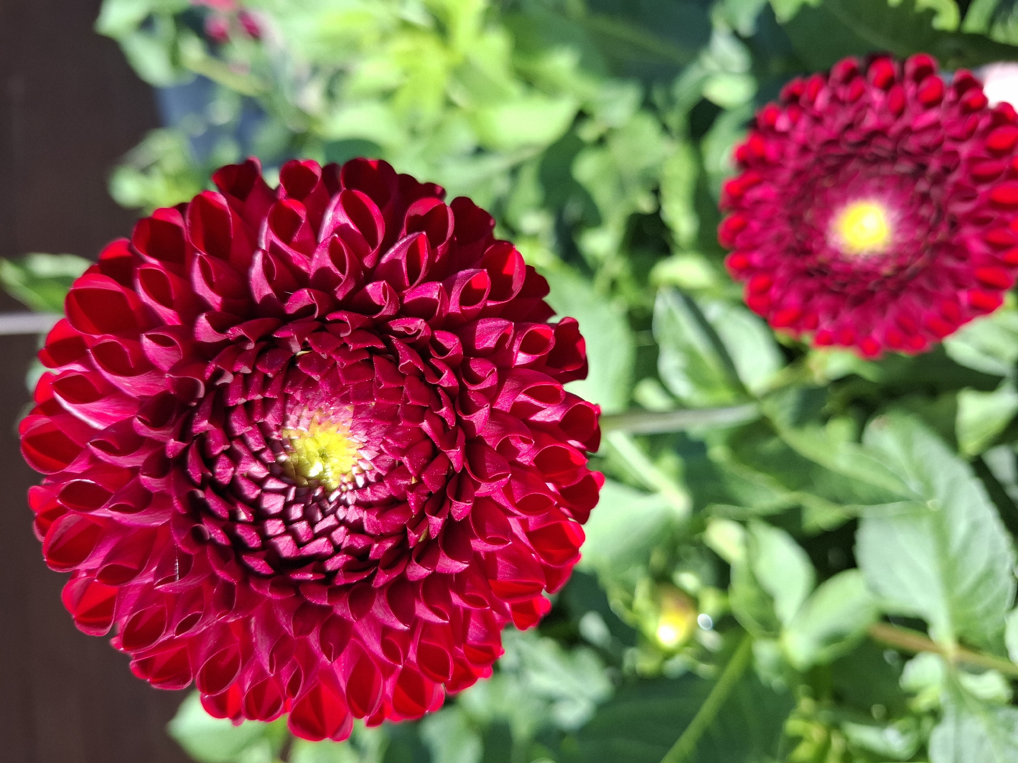 A close-up, vertical shot focuses on a deep red dahlia flower in bloom, its petals tightly curled and layered, creating a textured, almost geometric pattern. The center of the flower has a bright yellow-green hue. The flower is positioned in the upper left quadrant of the image, with a second, smaller dahlia of the same color visible in the lower right. Both flowers are set against a blurred background of lush green foliage, suggesting an outdoor garden setting. The lighting suggests it is daytime, with sunlight illuminating the petals.
This image was taken in the city of Tyumen, Russia.