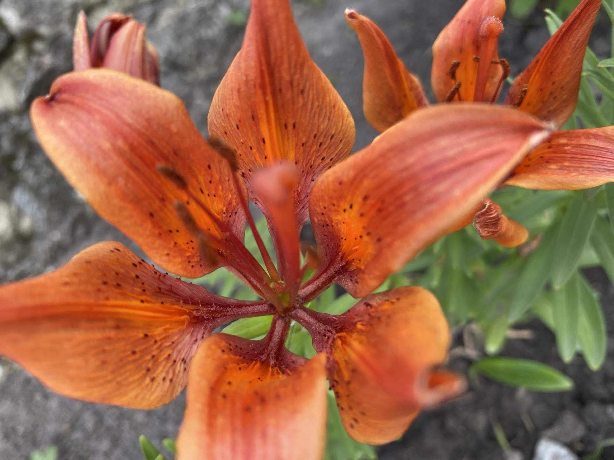 A close-up, macro shot captures the vibrant orange petals of a lily flower, speckled with dark dots. The flower's stamens and pistil are visible at the center, with the petals unfurling outwards. The background is blurred, showing hints of green foliage and a gray, rocky surface. The image's focus is entirely on the intricate details of the lily, emphasizing its texture and color.
