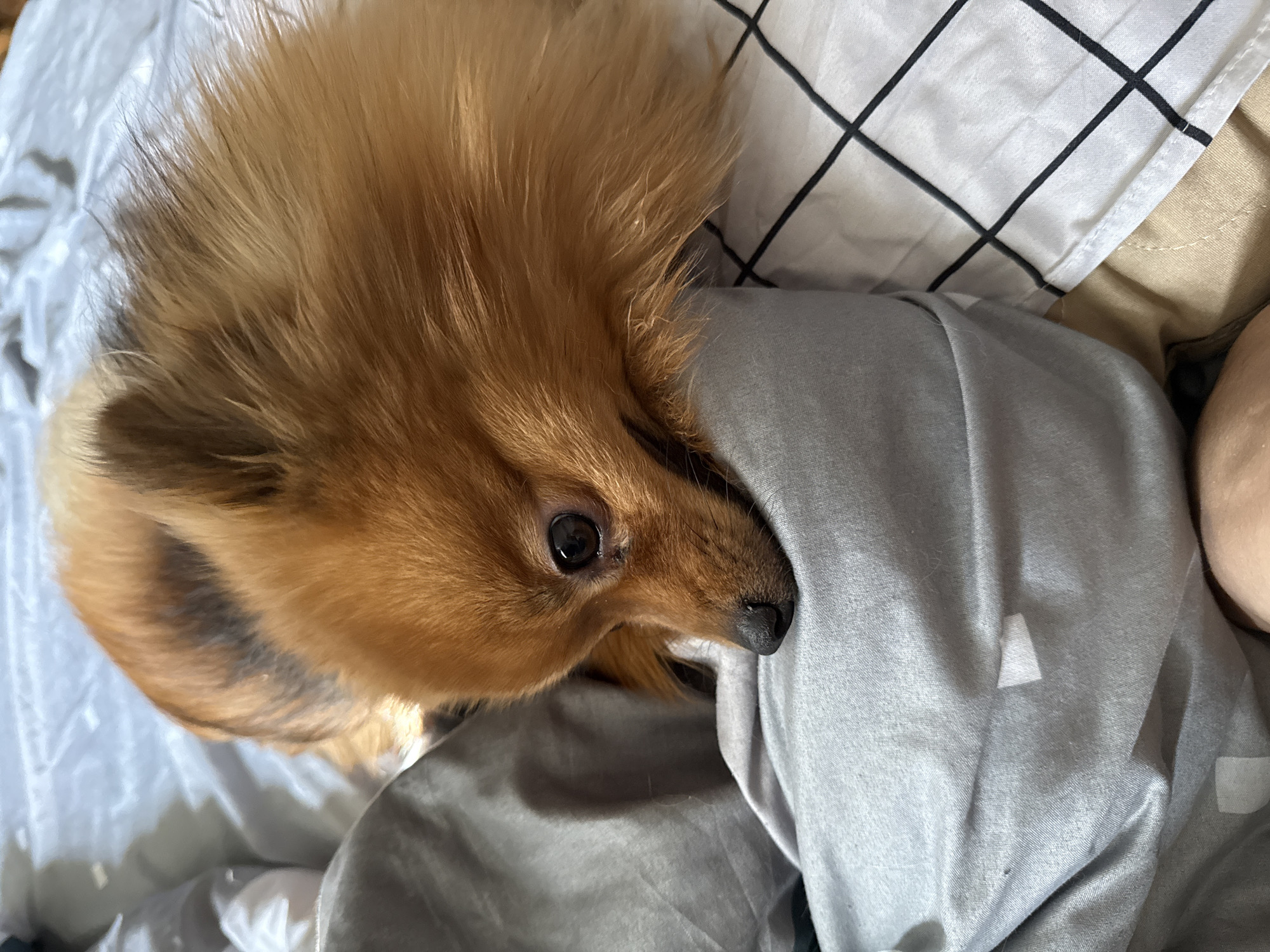 A tan and brown Pomeranian dog is lying in bed. The dog is partially covered with a gray blanket. The bed has white sheets and a white pillow with black lines forming a grid pattern. The location is not discernible from the image.