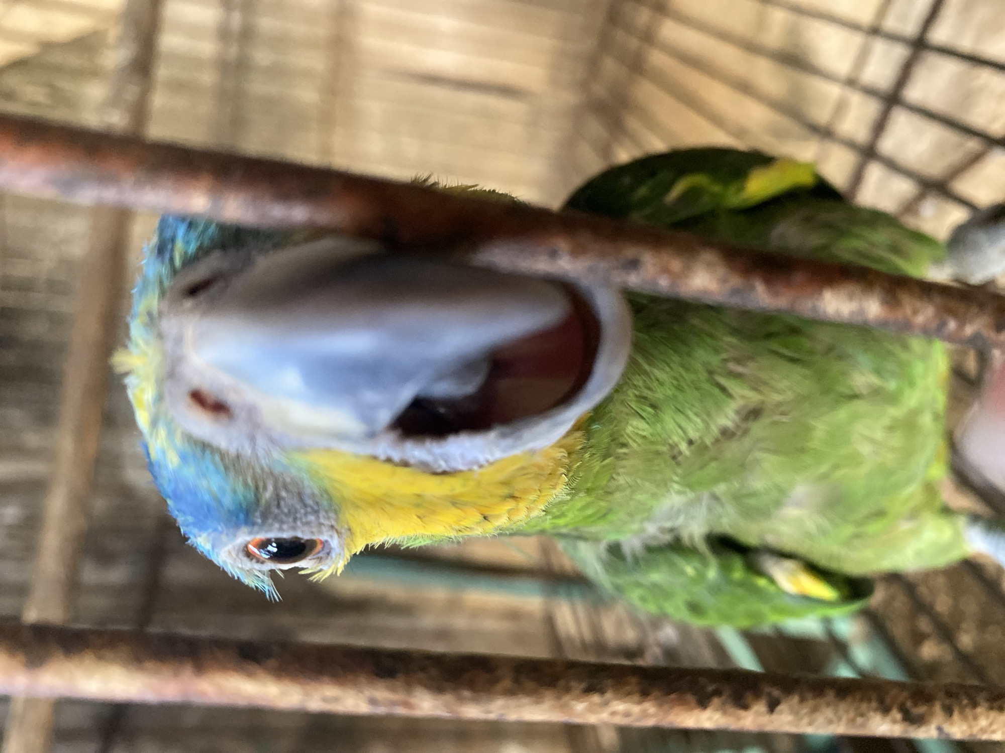 A green parrot with a blue and yellow head is perched inside a cage. The cage is made of rusted metal bars. The parrot's beak is open, and its eye is visible. The location is Tinaquillo, Venezuela, although this is based on outside information and cannot be confirmed from the image alone. No people are visible in the image.