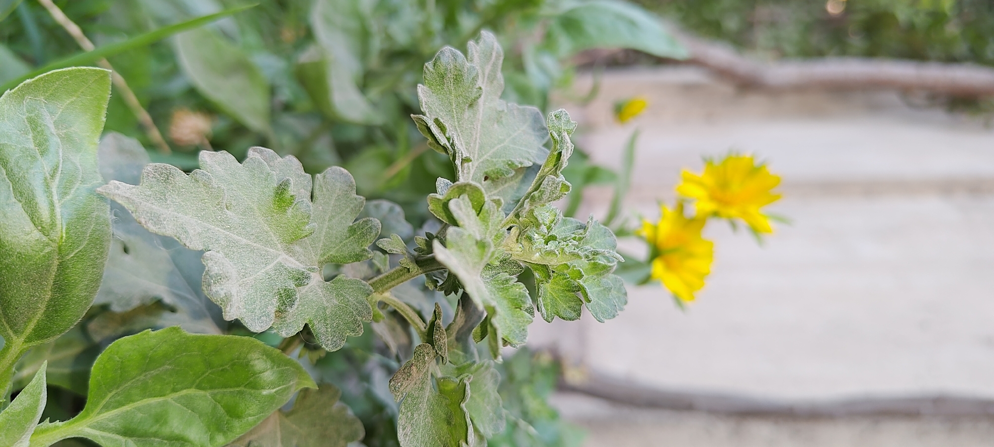 In Khujand, Tajikistan, a close-up shot captures a cluster of green plants, predominantly featuring their textured leaves covered in a fine layer of dust. The foreground is dominated by several broad, lobed leaves, some appearing slightly curled and velvety due to the dust. In the background, two bright yellow flowers are softly out of focus, suggesting they are part of the same plant or a nearby one. The overall setting appears to be outdoors, possibly in a garden or along a wall, given the presence of a weathered, light-colored surface behind the foliage and hints of grass or other greenery below. The scene is static, with no visible people or animals, focusing solely on the botanical details.