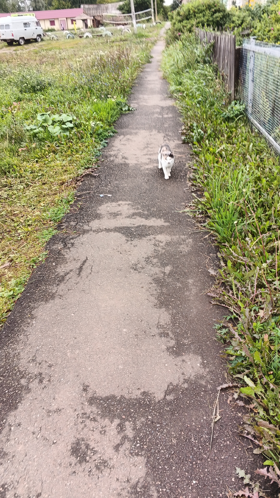 The image shows a narrow, paved path in what appears to be a rural or suburban area. The path is lined with overgrown grass and vegetation on both sides. In the background, there is a building with a red roof and a white van parked in front of it, suggesting a residential or service area. A light-colored cat with patches of gray and brown is walking towards the camera on the path. A fence made of vertical wooden slats and wire mesh is visible on the right side of the path. The sky is overcast. The scene is likely in the village of Podgornoye, Russia, given the visual cues of a rural setting and common architectural styles found in such locations.