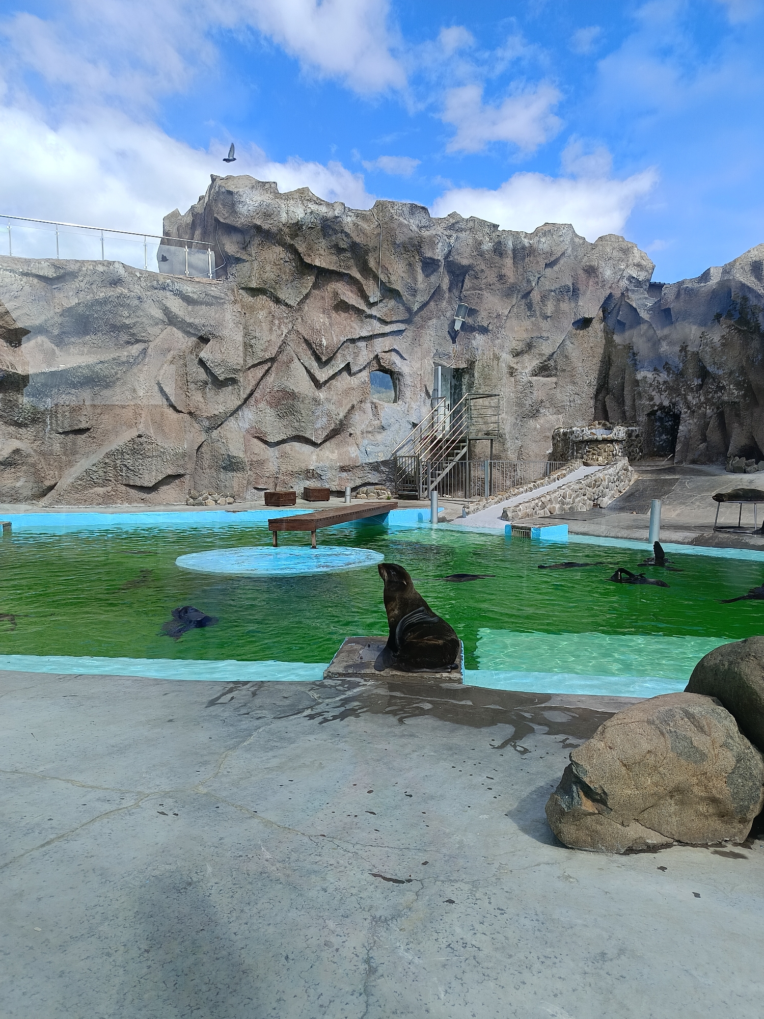 The image depicts a seal enclosure at the Izhevsk Zoo in Izhevsk, Russia. The enclosure features a large, irregularly shaped pool of greenish-blue water, surrounded by a concrete platform and artificial rock formations. A single seal is perched on a concrete ledge at the edge of the pool, facing towards the background. Several other seals are visible swimming in the pool. A small wooden bridge spans a section of the pool. In the background, a textured artificial rock structure serves as a backdrop, with metal stairs and pathways leading to different levels. The sky is blue with scattered white clouds. A single bird is visible flying in the upper left portion of the image. Large rocks are positioned on the concrete platform in the foreground.