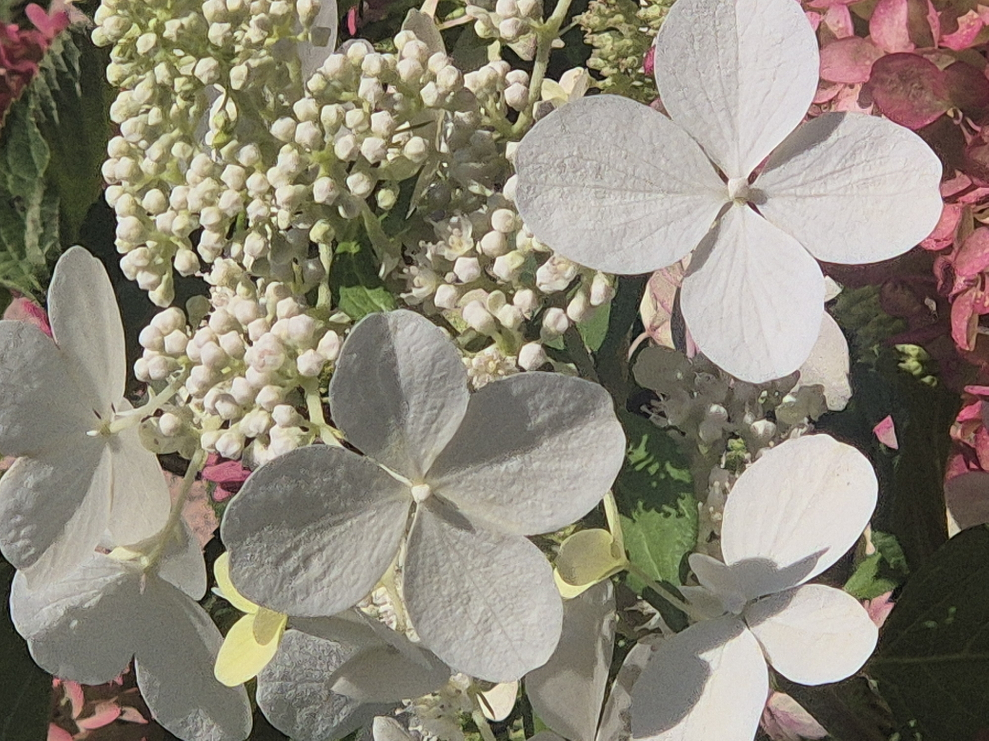 The image displays a close-up view of white hydrangeas with some pink and green foliage. The flowers are in various stages of bloom, with some fully open and others appearing as clusters of buds. The lighting suggests it is daytime, with shadows indicating direct sunlight. The background is a soft blur of greens and pinks, characteristic of a garden setting. There are no people or any identifiable man-made objects in the frame. The image does not contain any information that would indicate a location in Kokshetau, Kazakhstan.
