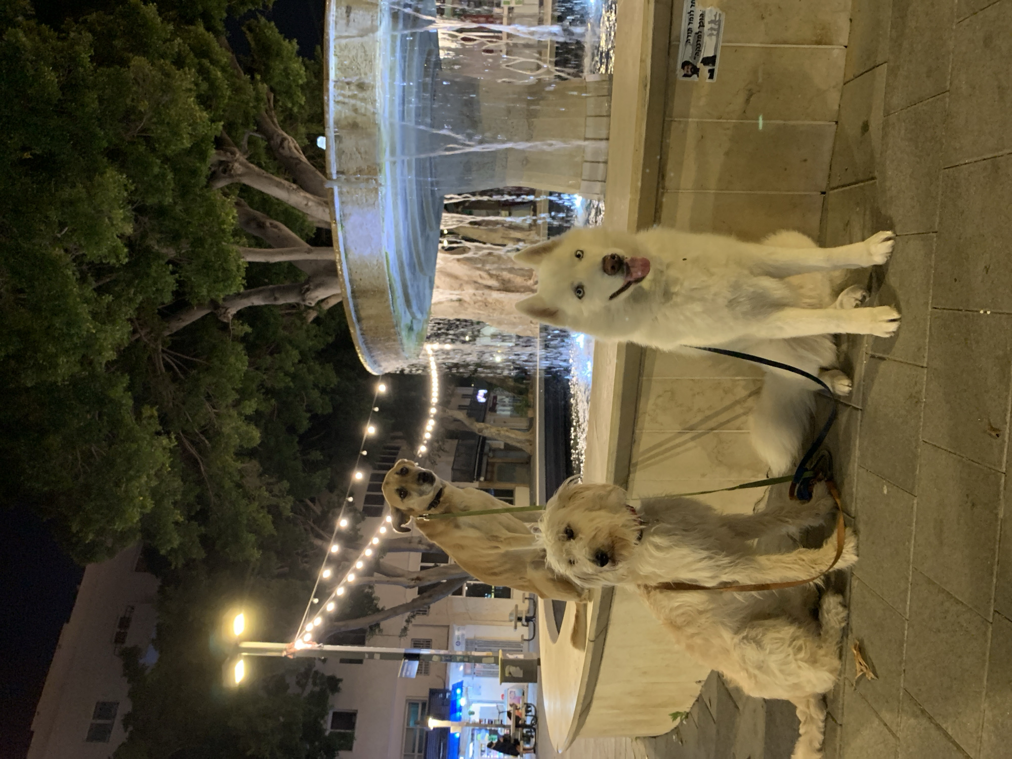 The image displays three leashed dogs positioned around a brightly lit fountain in an urban outdoor setting at night. The scene is illuminated by artificial lights, including the fountain's internal lights, string lights, and streetlights, set against a dark sky.
The main subjects are three dogs of varying breeds and sizes, all with light-colored fur. In the foreground, a white dog, possibly a husky or malamute, sits facing the camera with its tongue out and blue eyes wide open, appearing playful or attentive. A dark leash extends from its collar. To its left and slightly behind, a light-colored, shaggy-haired dog, possibly a terrier mix, sits calmly, also looking towards the camera, with a reddish collar and a light leash. Further back and to the left, a third dog, resembling a golden retriever or labrador with light brown fur, stands or sits, similarly directing its gaze towards the viewer.
A multi-tiered circular fountain dominates the mid-ground, with water gracefully flowing and illuminated by cool blue-white lights, creating a serene focal point. To the left of the fountain, large, mature trees with dense green foliage are visible against the dark night. String lights are strung across the scene in the background, adding a festive or decorative touch to the evening ambiance. Faint outlines of buildings and additional streetlights can be seen in the distance, indicating a developed area. The dogs are situated on a paved surface, likely a sidewalk or public square.
On a light-colored vertical surface near the fountain, a small sign with Hebrew text is visible. The text reads "למה ללמוד מדרה" (Why study Midrasha/Drasha) and "אופן מדרשה" (O.F.E.N. Midrasha/Drasha), next to a small image of a man with glasses. The overall impression is a pleasant evening scene with pets enjoying a stroll.