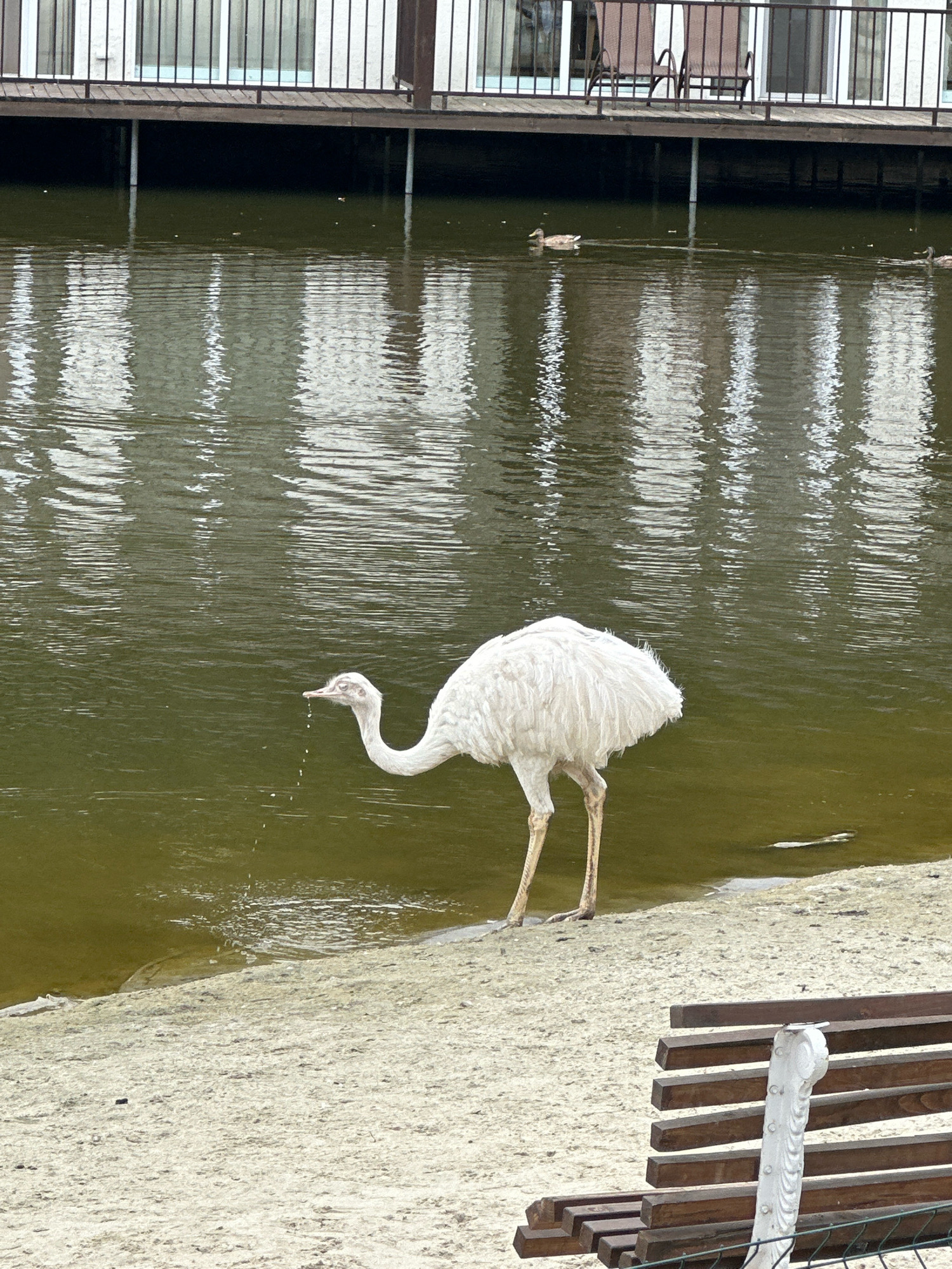 An adult white emu is standing on a sandy embankment next to a body of murky green water. The emu is dipping its head towards the water and appears to be drinking, with water droplets falling from its beak. The emu has long, slender legs and a fluffy white body. In the background, a wooden deck with white railings and two chairs is visible above the water. Two ducks are swimming in the water in the distance. Part of a wooden bench with a white decorative armrest is in the foreground. The scene is set in Orlivshchyna, Ukraine.