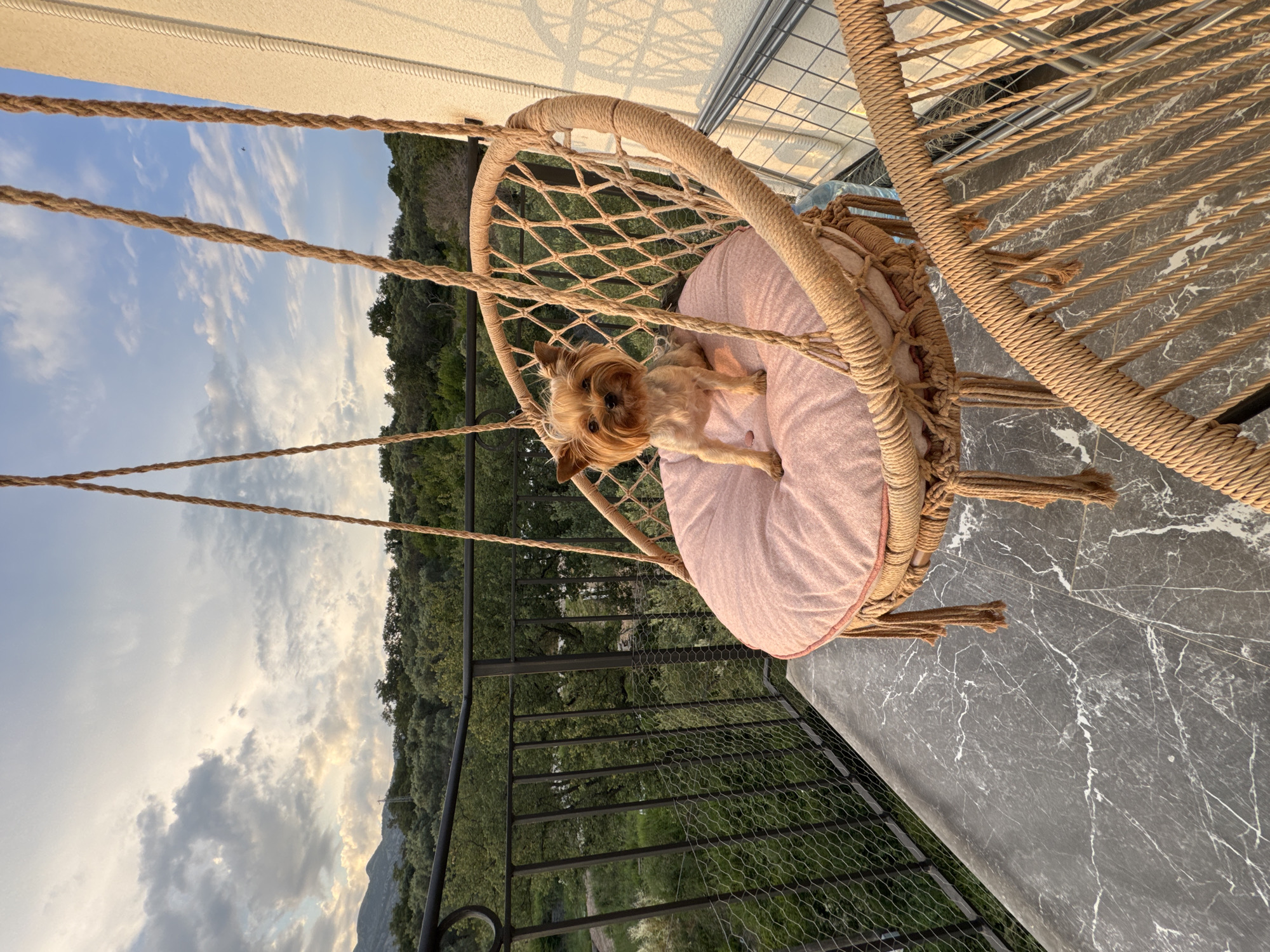 A small, light brown Yorkshire Terrier dog is resting on a pink cushion inside a woven swing chair. The swing chair is suspended by thick ropes. The background shows a lush green hillside with trees, under a sky with scattered clouds. The sun appears to be setting, casting a warm light on the scene. The setting appears to be a balcony or terrace, as indicated by the marble-patterned floor and the railing. The image conveys a sense of relaxation and peacefulness. The time of day is late afternoon or early evening, and the weather is clear with some clouds. The location appears to be mountainous or hilly, with abundant vegetation.