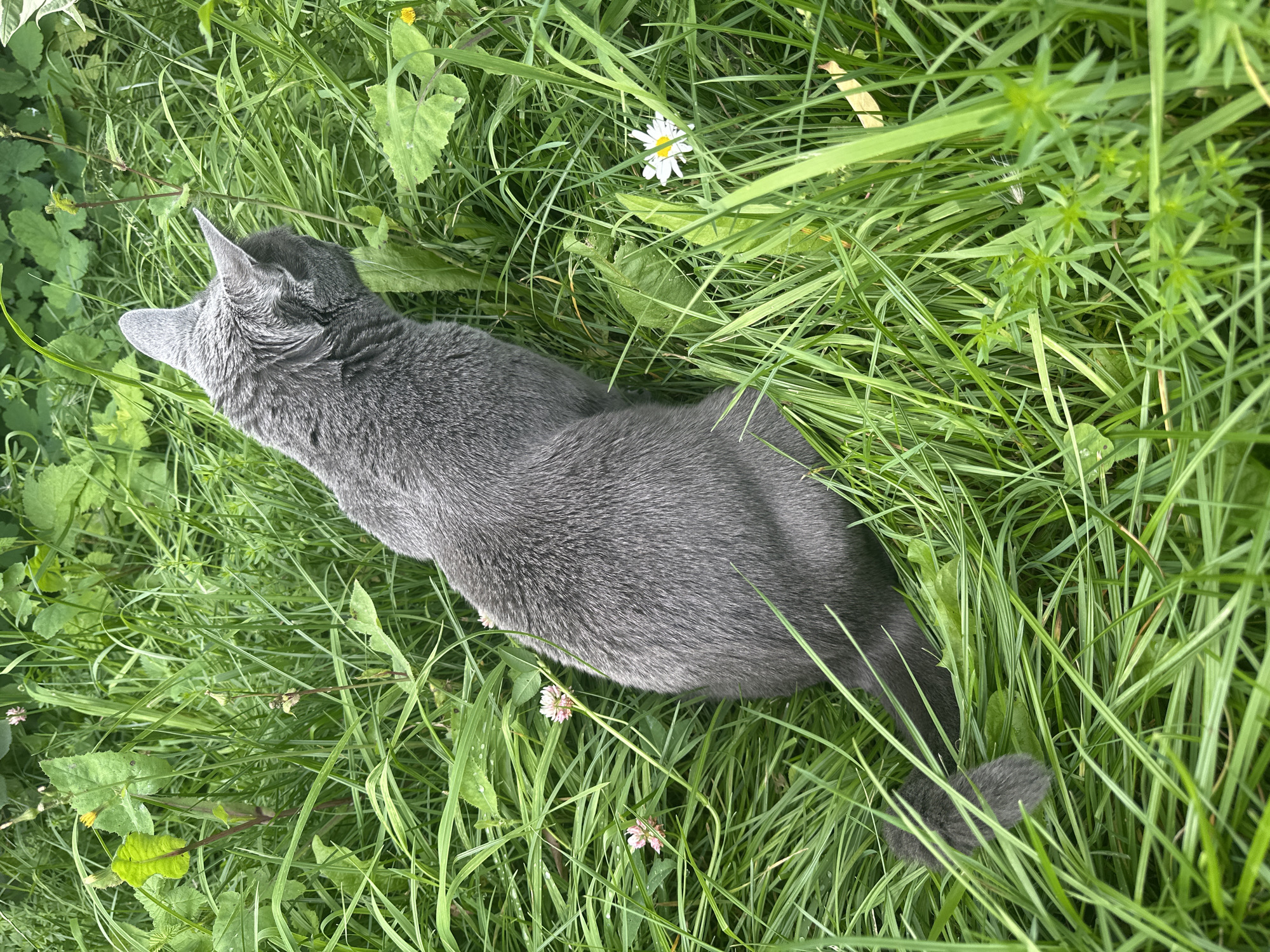 A gray cat is sitting in tall green grass. The cat is facing to the right, away from the camera. There are a few small flowers scattered in the grass around the cat, including two pink clover flowers and one white daisy. The grass is wet with dew. The scene is outdoors.