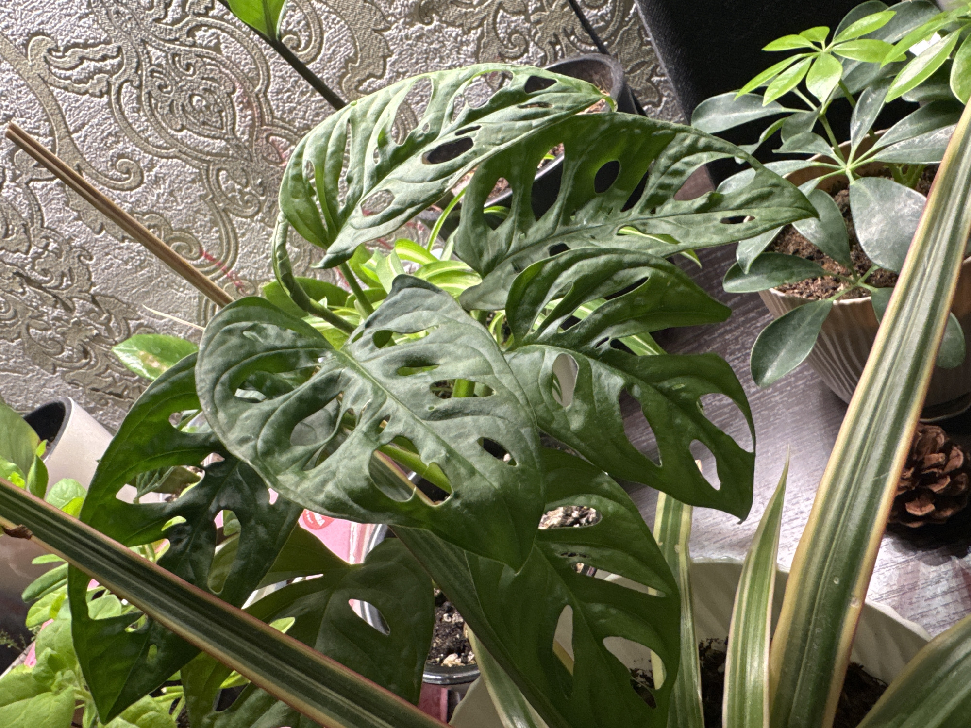 The image shows a collection of indoor plants, primarily featuring a Monstera adansonii ("Swiss cheese plant"). The Monstera has several prominent leaves with characteristic holes, surrounded by other greenery including what appears to be a Schefflera plant on the right. A striped plant, potentially a variety of Dracaena, is positioned at the bottom right. A small pine cone is visible on a gray surface or tabletop to the right of the Schefflera. A wallpapered wall with an ornate, repetitive pattern forms part of the background. The scene appears to be set indoors, likely in a domestic setting. The location in Chaikovsky, Russia, is not verifiable from the image alone.
