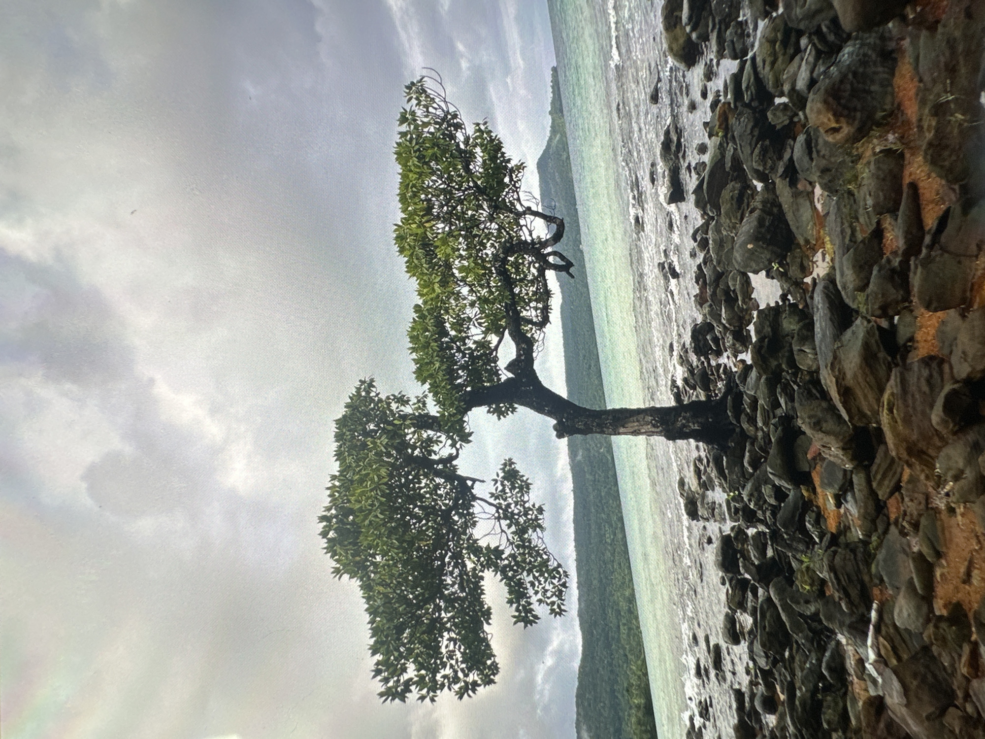 A solitary, broad-canopied tree stands on a rocky shore, its branches extending horizontally over the water. The tree's trunk is thick and dark, appearing weathered. The foreground is dominated by dark, rounded rocks, interspersed with patches of reddish-brown earth. Beyond the rocks, the turquoise water of the sea laps against the shore, with small waves breaking. In the background, a lush, green, hilly landscape rises, covered in dense vegetation. The sky is overcast with dramatic, grey clouds. The scene is set on a beach in Kampot, Cambodia.