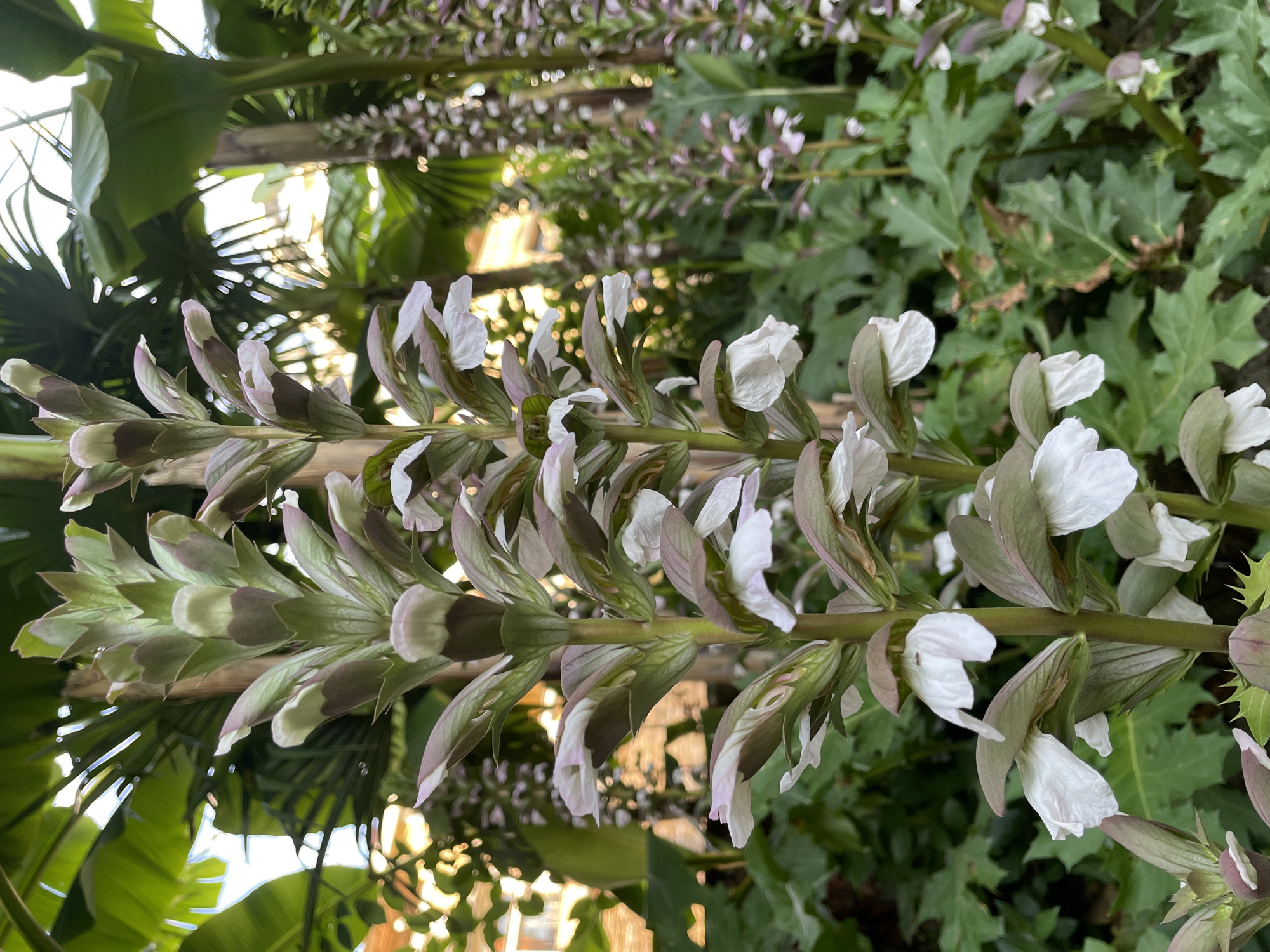 The image shows a close-up of a flowering plant with spiky leaves and tall spikes of white and purple flowers. The flowers are delicate and appear to be in various stages of bloom. The plant is growing outdoors, with lush green foliage and a blurred background of other plants and sunlight filtering through. The lighting suggests it is daytime, possibly late afternoon, with a warm glow. The orientation of the image is vertical, with the main subject running from the bottom left to the top right. The overall impression is one of natural beauty and tranquility. No people, objects, or text are visible in the image. The location context of Sochi, Russia, suggests a subtropical climate where such plants might thrive.