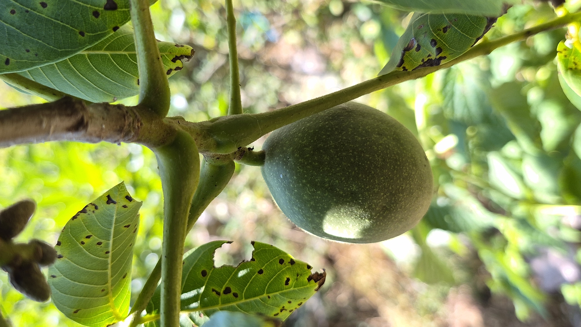 A close-up, vertically oriented shot focuses on a single, unripe walnut hanging from a branch amidst green foliage. The walnut is round and greenish, with a textured surface, and is illuminated by sunlight casting a subtle shadow. Surrounding the walnut are several leaves, some of which show signs of damage, such as brown spots and irregular edges. The background is blurred, composed of green and yellow out-of-focus elements, suggesting an outdoor, natural setting. The image was taken in an unknown location within an unknown city.