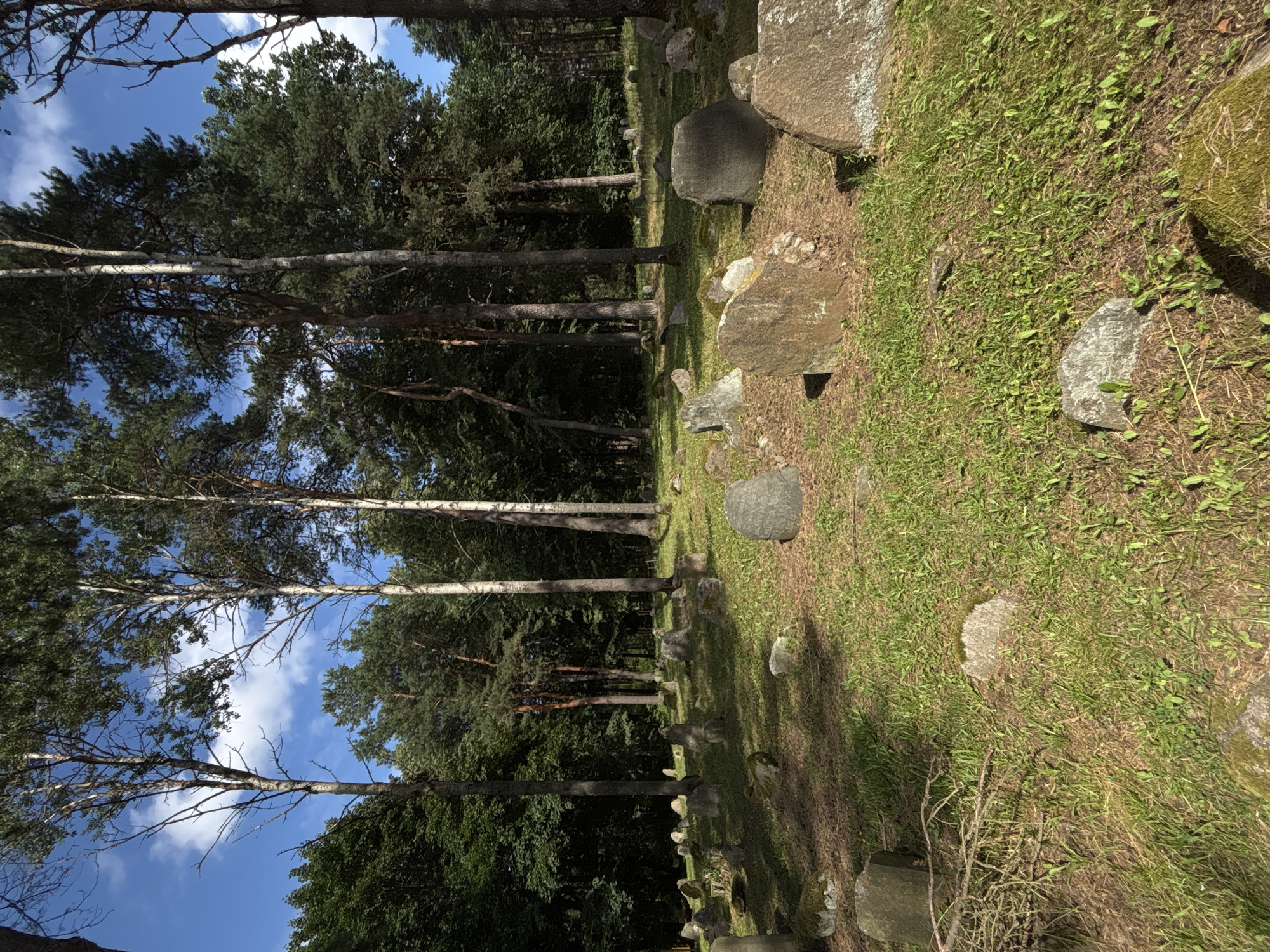This is a photograph of an outdoor scene featuring a row of tall trees with a grassy area dotted with rocks and some scattered smaller stones in the foreground. The trees on the left are primarily coniferous, with some lighter-barked deciduous trees interspersed. The ground is covered in green grass, with patches of drier earth and fallen leaves. Several large, rough-hewn stones are visible on the right side of the image, some partially covered in moss. Smaller stones are arranged in a line leading into the background, suggesting a possible pathway or border. The lighting suggests it is daytime, with shadows cast on the grass, indicating the sun is at an angle. The sky is blue with a few scattered white clouds, visible through the tree canopy. The overall impression is a natural, possibly historical or memorial site, given the arrangement of stones. There is no visible text in the image.