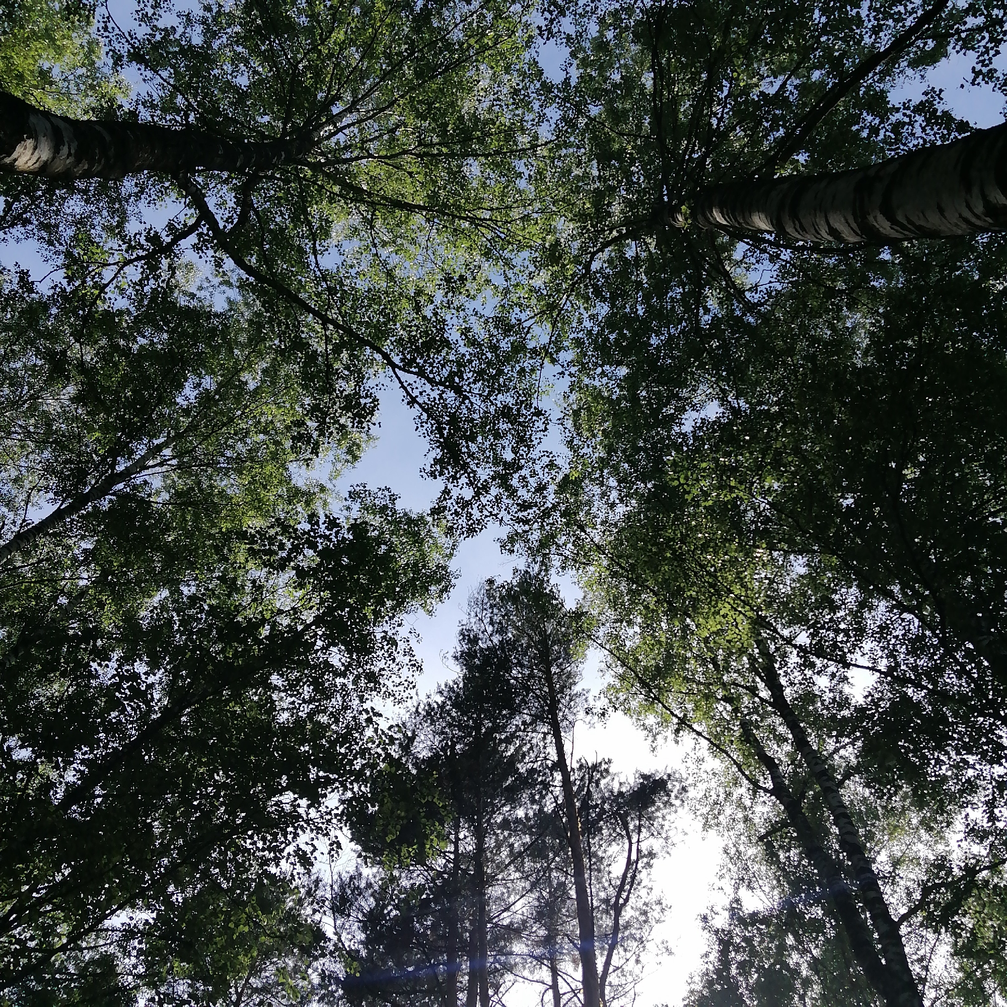 The image displays a low-angle perspective looking directly upwards into a dense forest canopy in Unknown, Unknown. Patches of clear, light blue sky are visible through the gaps in the foliage, interspersed with areas of bright, sunlit haze. The canopy comprises a mix of deciduous and coniferous trees. Two prominent deciduous tree trunks, exhibiting light-colored bark with horizontal striations typical of birch, extend into the upper left and upper right quadrants. Their numerous branches are laden with small, round, green leaves, many appearing dark due to backlighting, while some catch the sunlight. Towards the bottom center and right, taller, slender coniferous trees with darker, needle-like foliage are evident, their trunks mostly silhouetted against the bright background. The scene is heavily backlit by a bright light source (presumably the sun) positioned overhead, casting much of the vegetation into silhouette and creating strong contrasts. No human figures, animals, or man-made structures are present within the frame. The setting is an outdoor, natural environment during daylight hours.